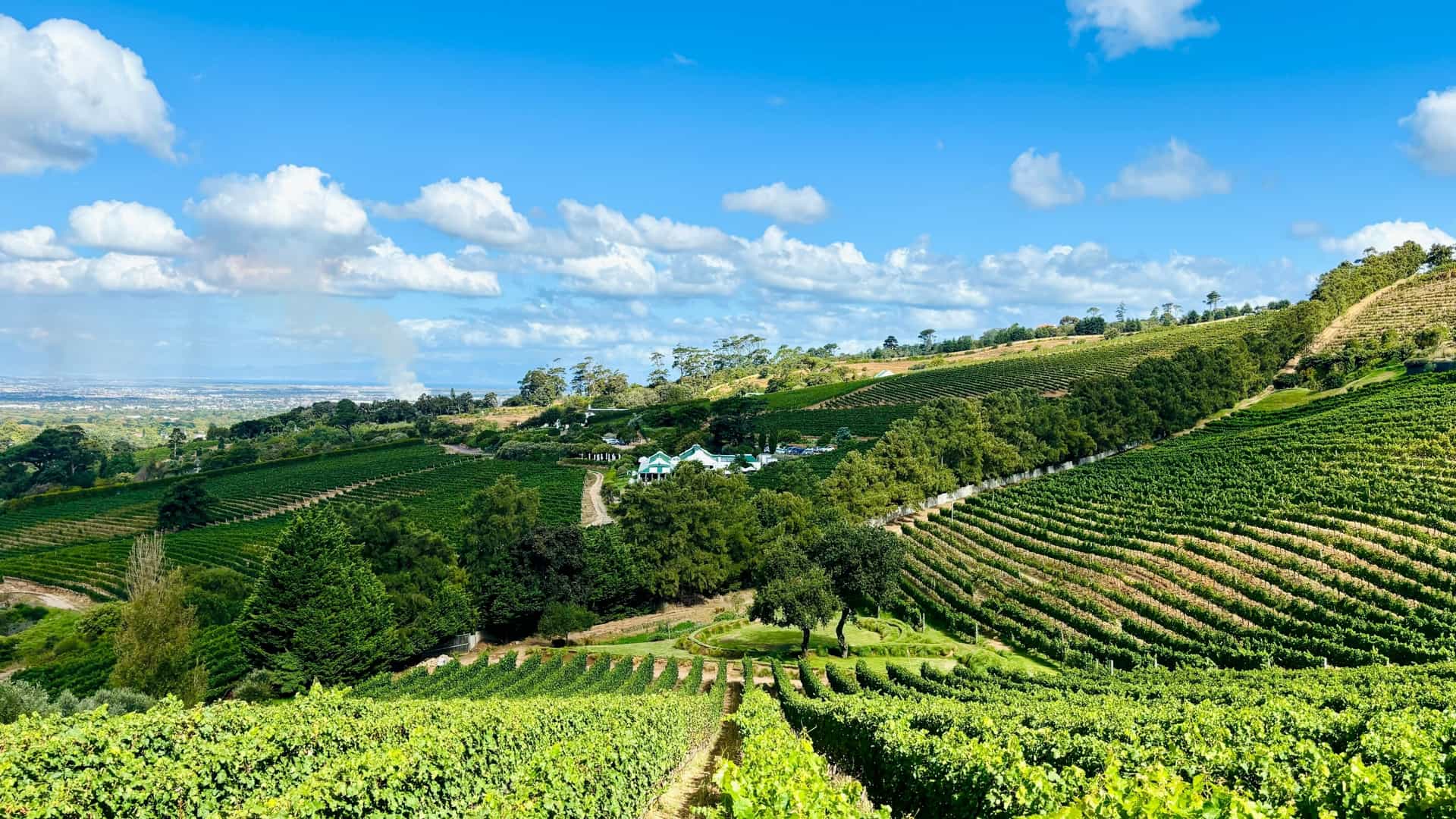  A wide panoramic photo showcasing the beautiful Constantia wine region in South Africa's Western Cape. Lush green vineyards cover the rolling hills, extending toward dramatic, hazy mountains under a bright sky.