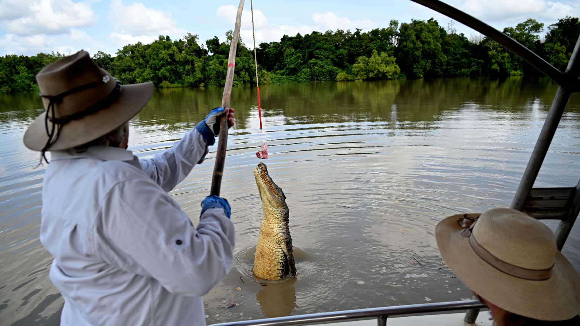  A powerful, mature Saltwater Crocodile (Crocodylus porosus) erupts from the muddy water of the Adelaide River, Northern Territory, Australia, propelling itself vertically with its mouth wide open to catch a piece of suspended meat, as part of the famous Jumping Crocodile Cruise experience. The surrounding riverbank is lined with dense green trees.