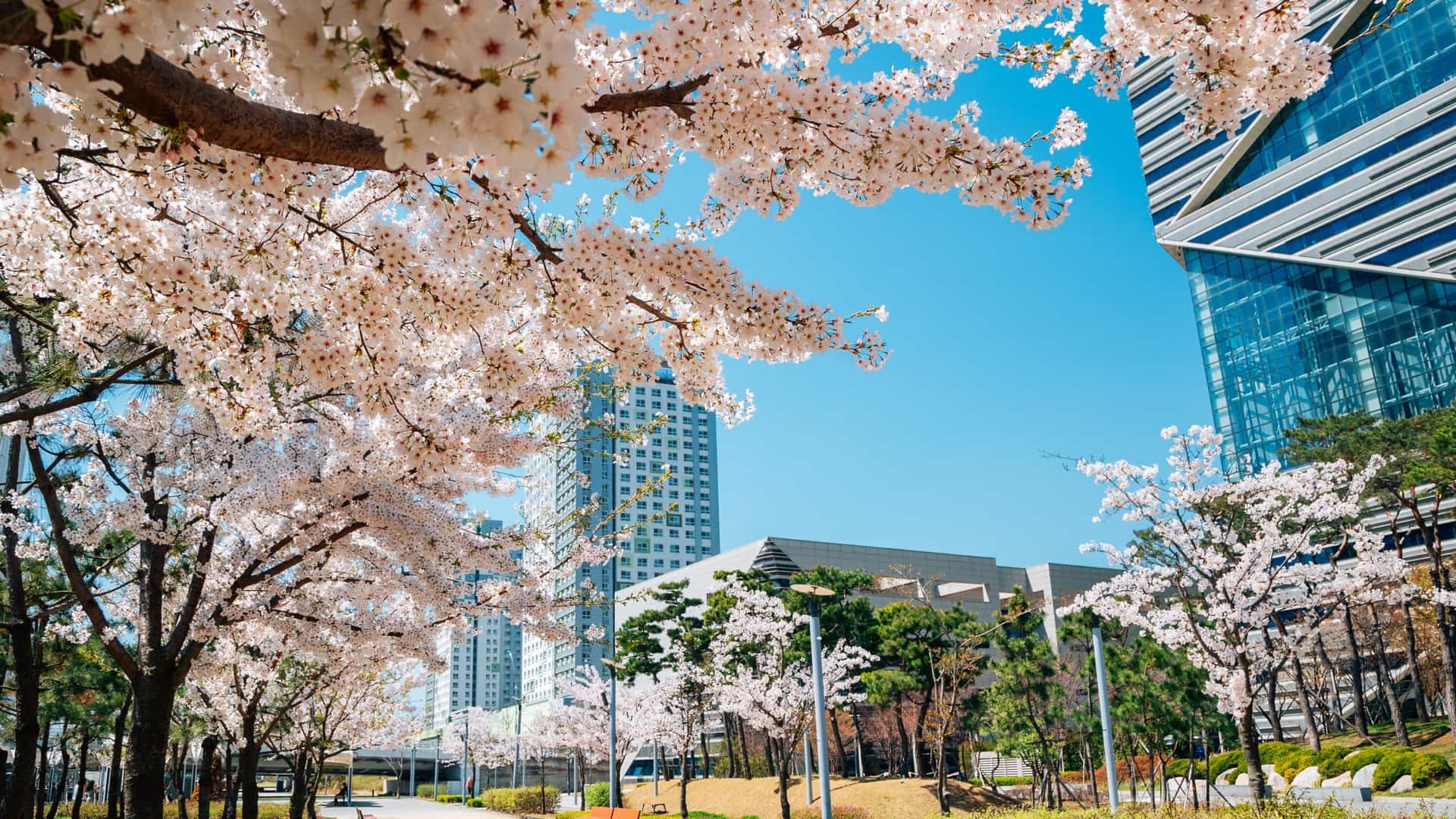 A springtime scene of Songdo Central Park in Incheon, South Korea. The image features a grove of fully bloomed cherry blossom trees with white and pink flowers lining a pathway or the edge of a canal. In the background, the modern, towering skyscrapers of the Songdo International Business District are visible.