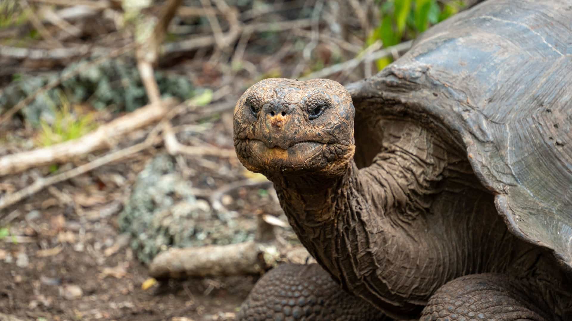 A close-up view of several massive Galápagos giant tortoises (Chelonoidis spp.) resting and slowly moving on the dusty ground of the Galapaguera de Cerro Colorado reserve on San Cristóbal Island, Ecuador. The tortoises, characterized by their large, dark shells, are surrounded by dry, low-lying vegetation and scrub, highlighting their natural habitat.