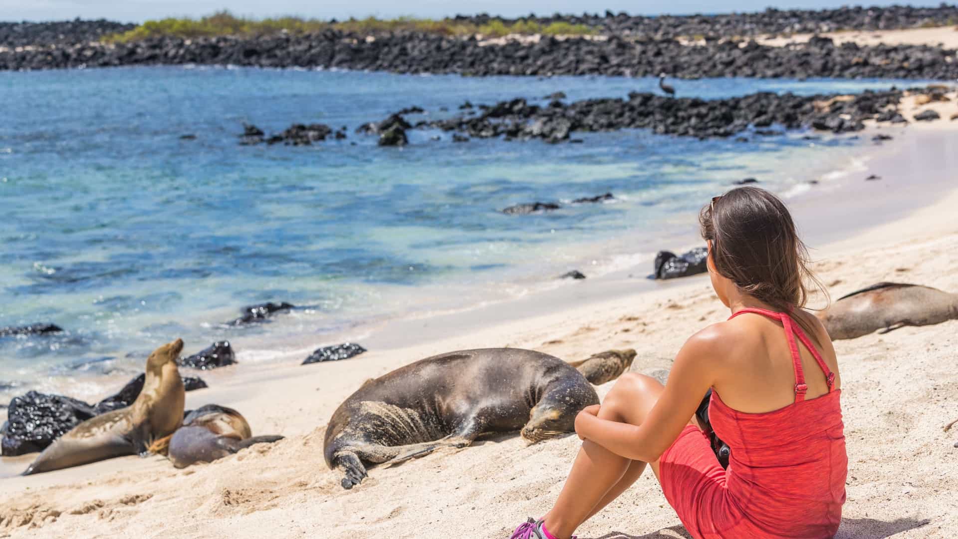 A female tourist, wearing a bright red dress, sits on the white sand beach with her back to the camera, observing the wildlife. In front of her, a large Galápagos sea lion is resting on the sand, while another sea lion and a pup are visible near the water's edge. The scene is set against a blue ocean with black volcanic rocks, highlighting the unique nature of the Galápagos Islands.