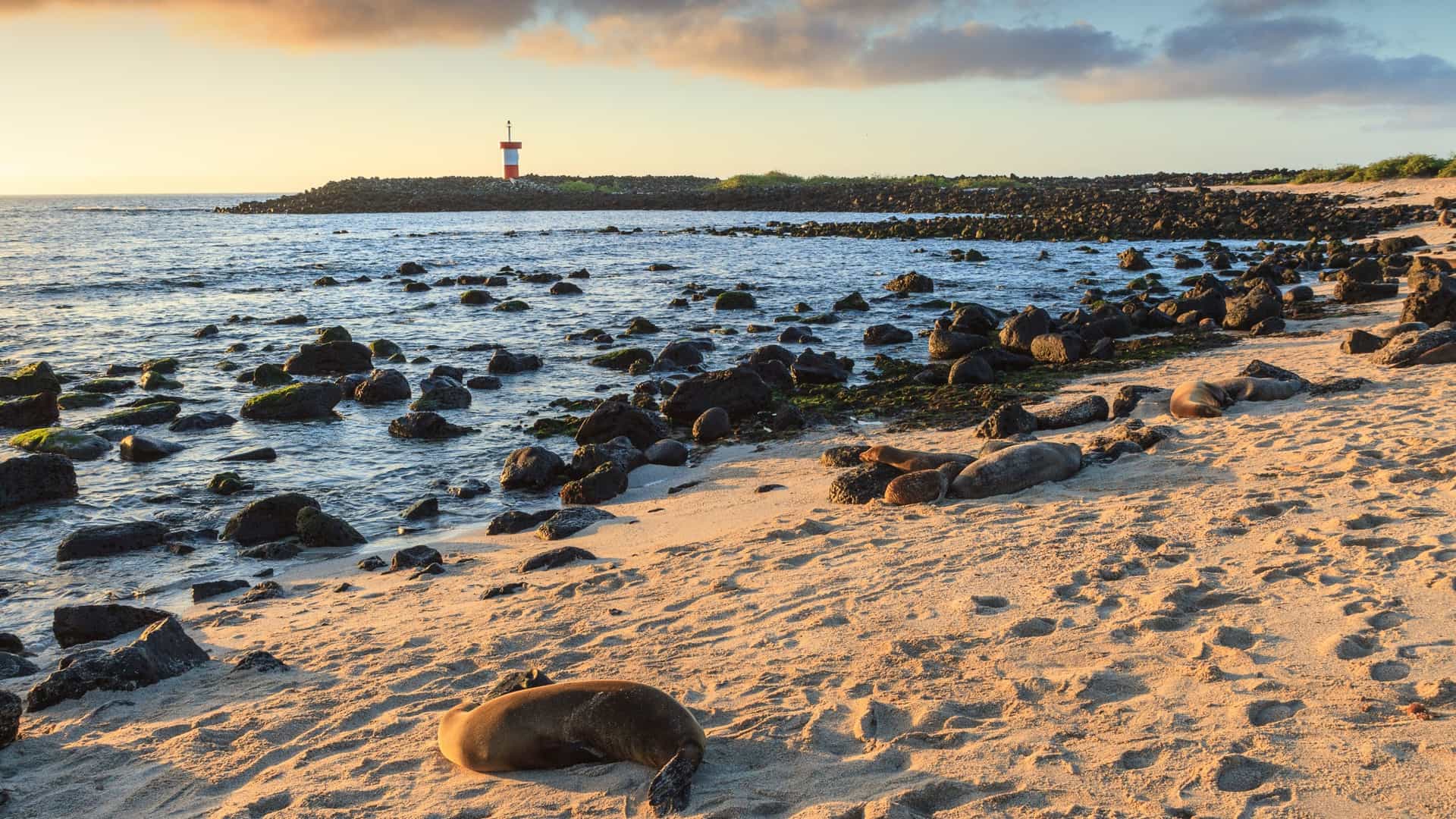 A golden-hour photograph of a sandy beach in the Galápagos Islands, specifically near Puerto Baquerizo Moreno, featuring several sea lions lounging and sleeping on the sand. The foreground has sea lion footprints and volcanic rocks, and in the distance, a small, red and white lighthouse stands on a rocky point, all under a brightly lit sky with low clouds. The scene suggests the unique wildlife viewing opportunities where sea lions frequently occupy public spaces and even sometimes take over benches.