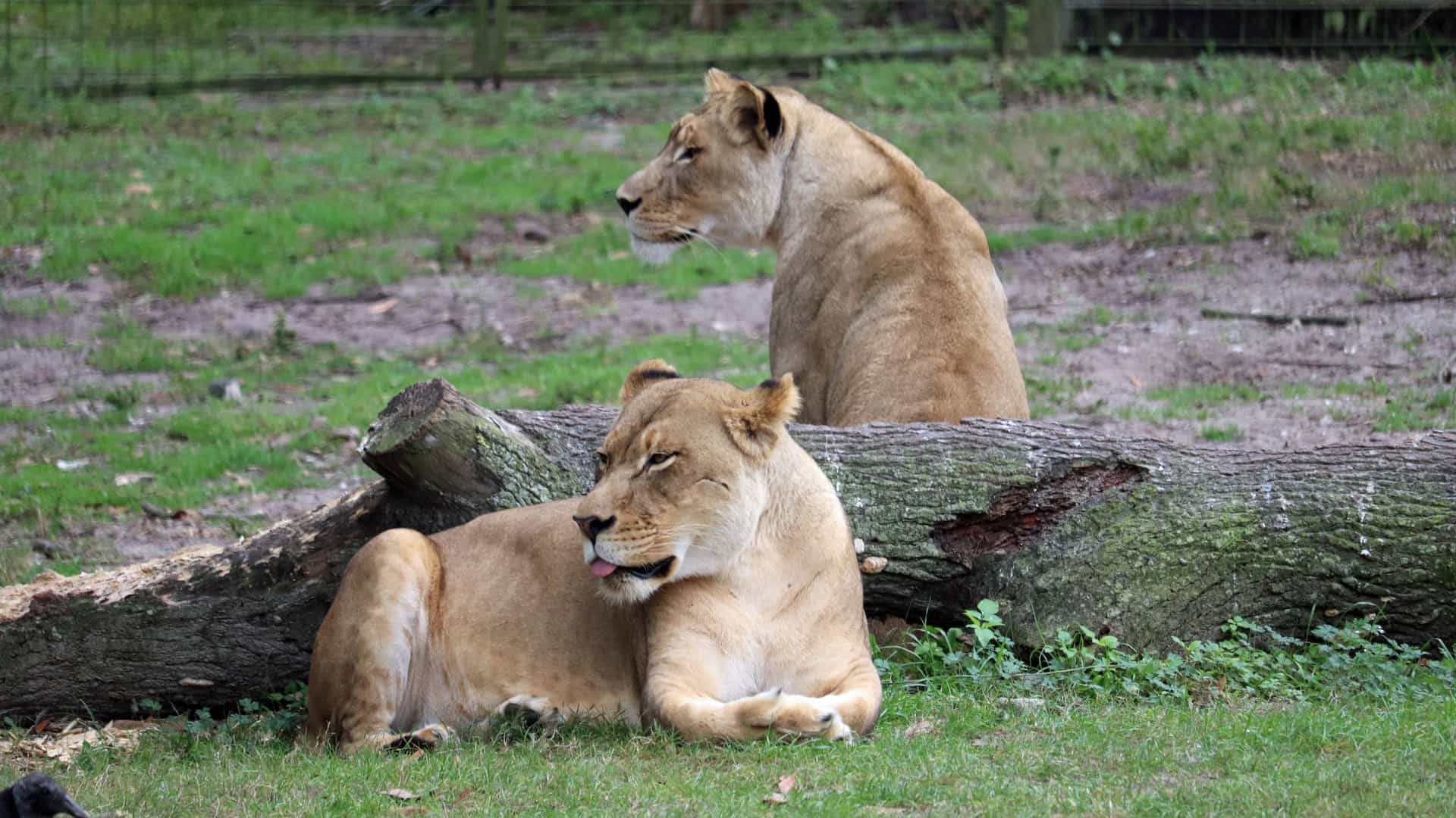 A photograph of two female lions (lionesses) resting on a patch of grass in their enclosure at the Jacksonville Zoo and Gardens. One lioness is lying down on her side, and the other is sitting up and looking forward, capturing a peaceful moment in their habitat.