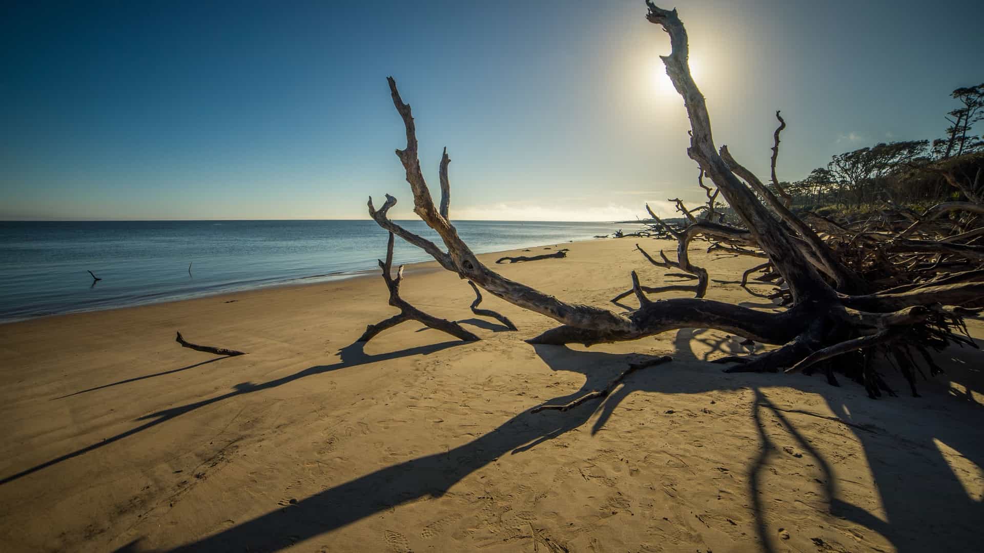 A surreal coastal landscape captured at sunrise, showing the silhouette of massive, bleached, and gnarled driftwood trees standing in the sand of Boneyard Beach at Big Talbot Island State Park, Florida. Soft morning sunlight illuminates the ocean and casts a warm glow over the scene.