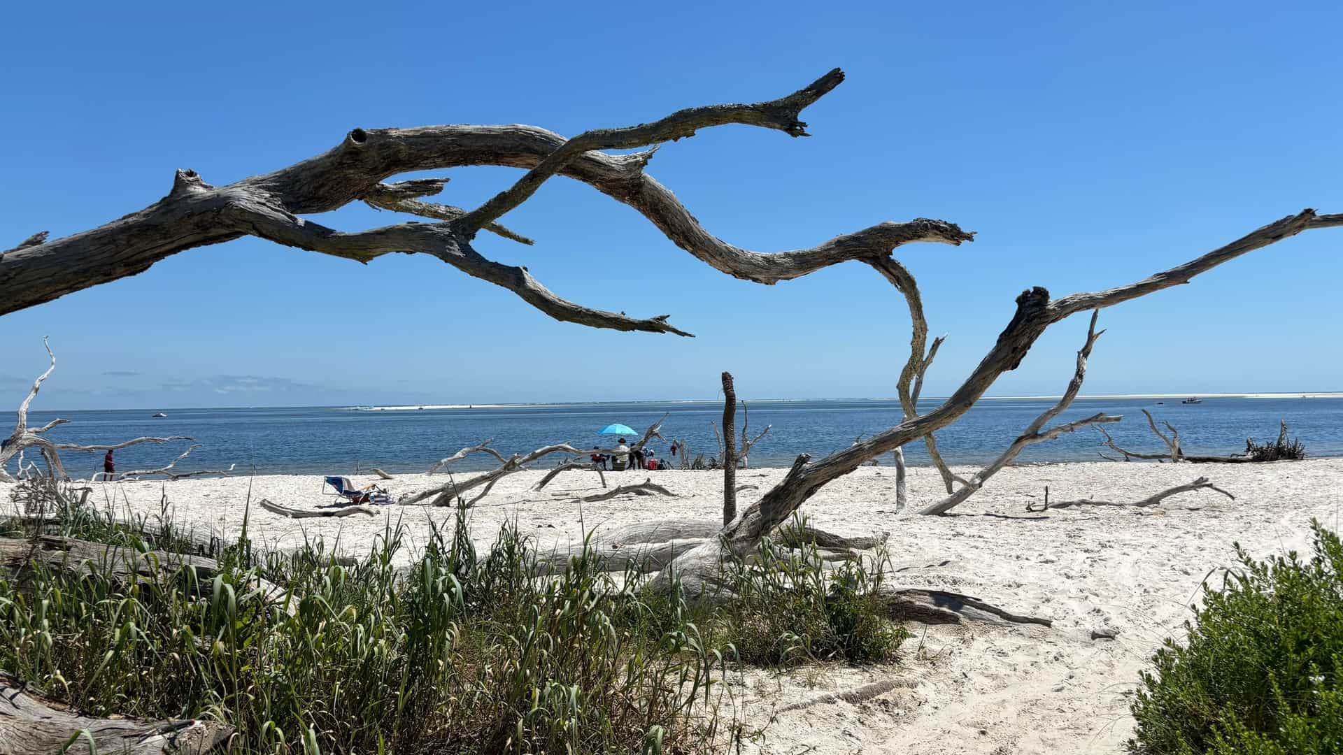 A wide-angle landscape view of Driftwood Beach at Little Talbot Island State Park, Florida, featuring a shoreline covered in numerous large pieces of bleached, weathered driftwood and tree remnants. The scene includes the ocean under a wide expanse of sky.