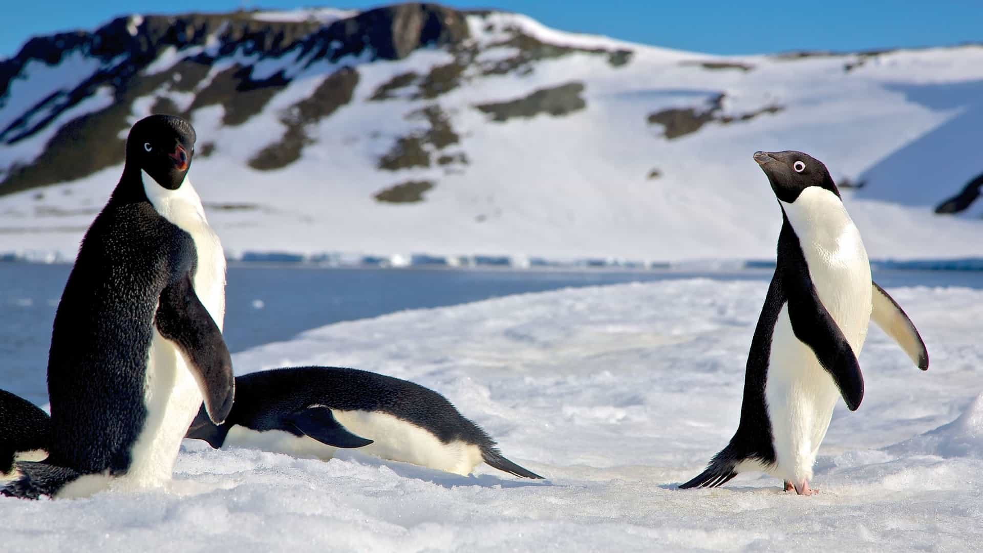  A beautiful shot of Adelie penguins on King George Island, Antarctica. The penguins are standing on a rocky surface, basking in the sun.