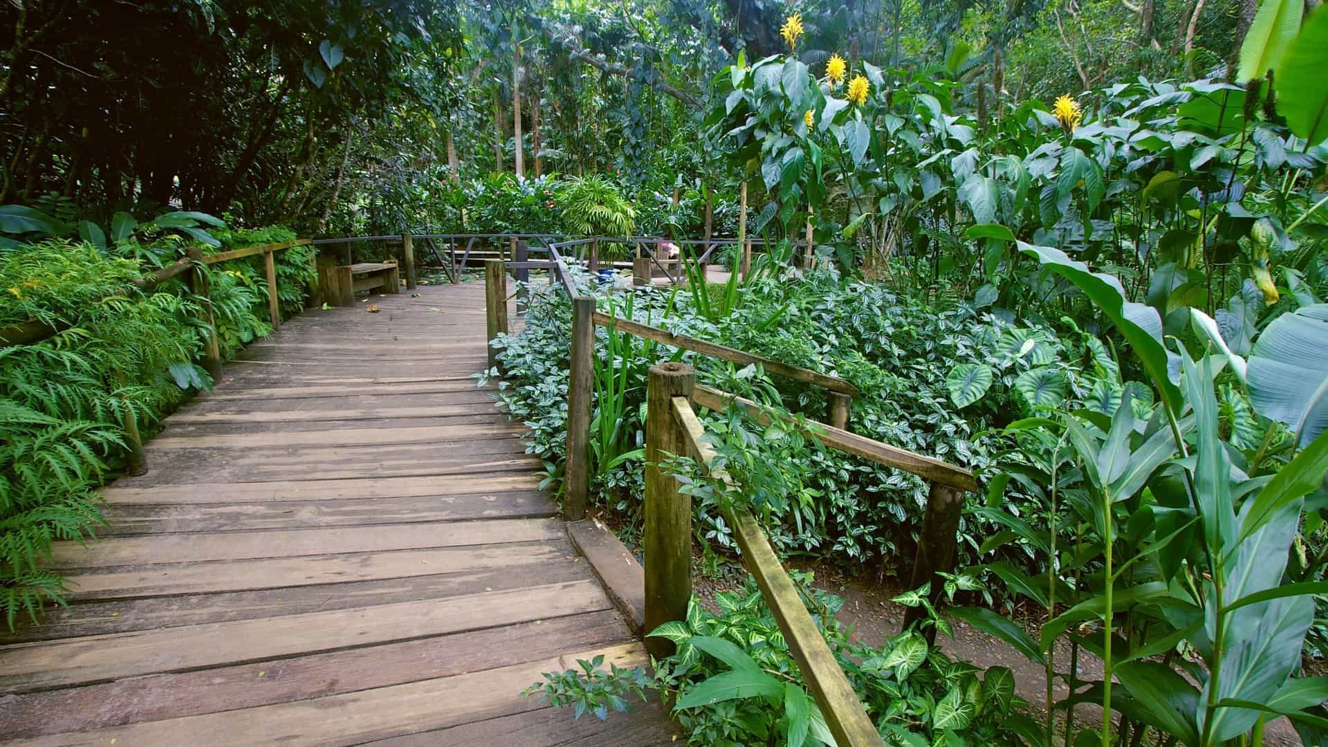 A view of the lush, tropical Garden of the Sleeping Giant in Fiji. The image features a well-maintained wooden walkway or bridge traversing through dense foliage, surrounded by a variety of green plants, including ferns, large leaves, and vibrant orchids. The garden is tranquil and rich with natural, green growth.