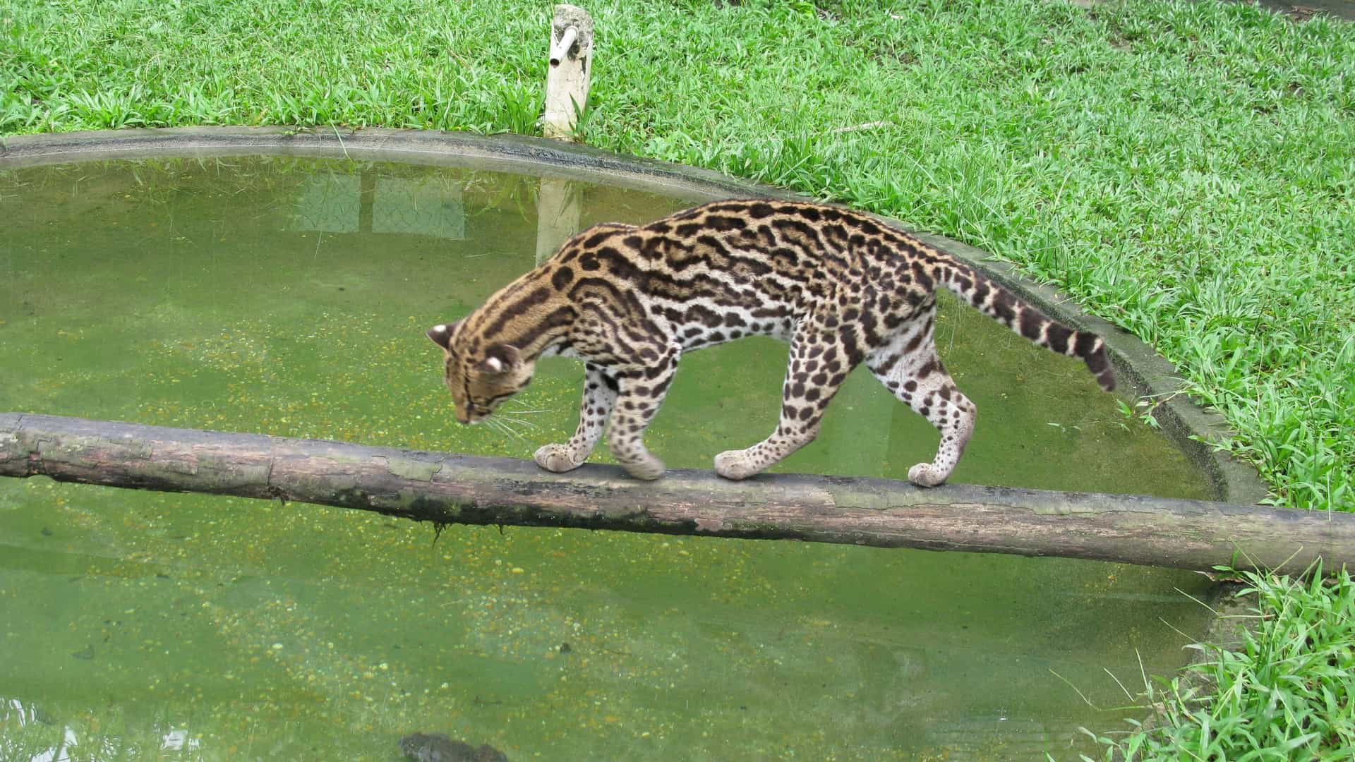 A close-up, natural-light photo of a Margay (Leopardus wiedii), a small Central and South American spotted cat, perched on a branch within an enclosure at a zoo in Manaus, Brazil, specifically the CIGS (Centro de Instrução de Guerra na Selva - Jungle Warfare Instruction Center).