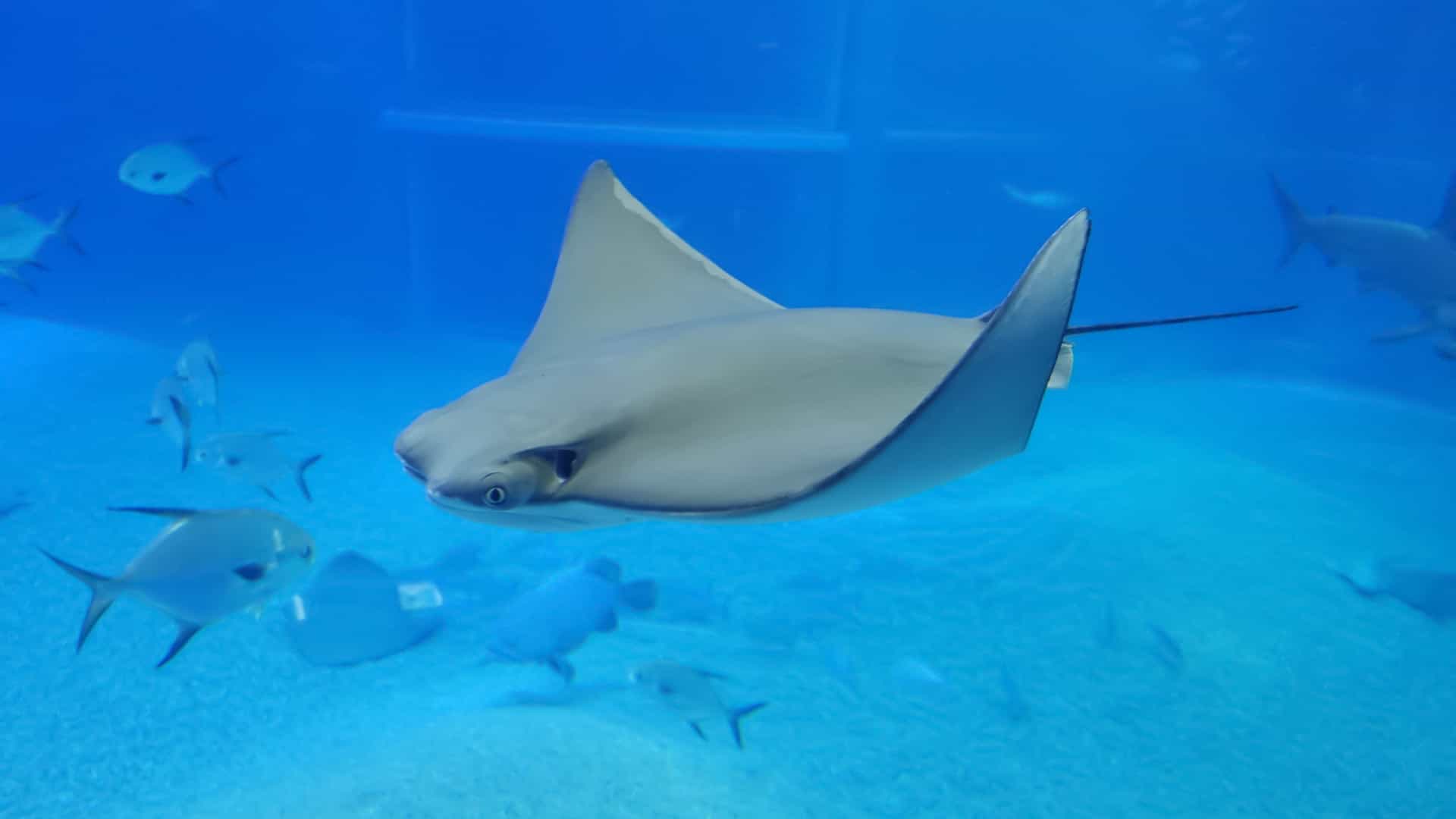 An underwater shot of a large manta ray with its pectoral fins extended, appearing to glide gracefully through a large, blue aquarium tank. The ray is the central focus of the image, with its wide, diamond shaped body and a slightly lighter underside. The background is a blurred, deep blue, highlighting the size and movement of the animal.