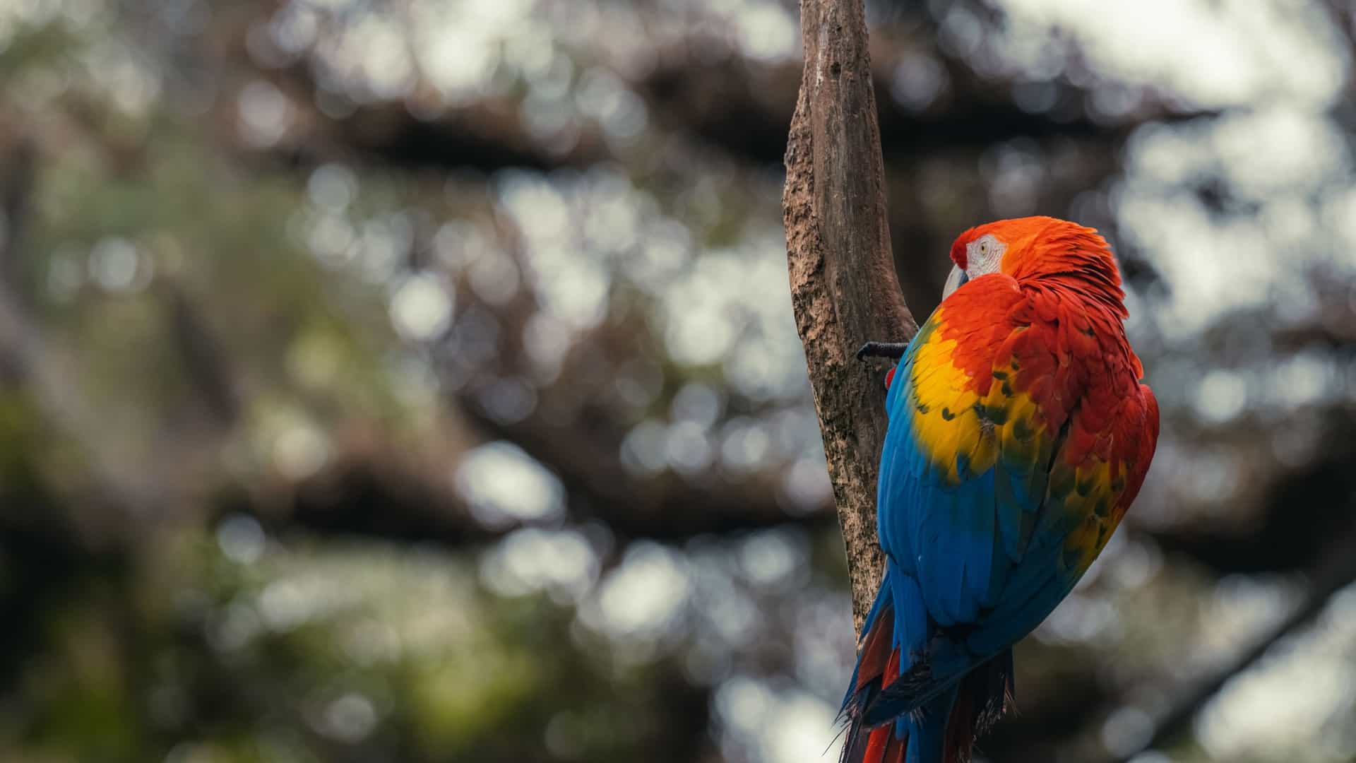A close-up photograph of a vibrant Scarlet Macaw (Ara macao) perched on a wooden sign or railing in an outdoor tropical environment. The bird's plumage is predominantly brilliant red, with bright yellow and blue feathers visible on its wings. The macaw has a pale, bare facial patch and a large, hooked beak. The background shows lush, dense green foliage, indicating a location at the edge of a rainforest or protected area, such as the entrance to Manuel Antonio National Park.