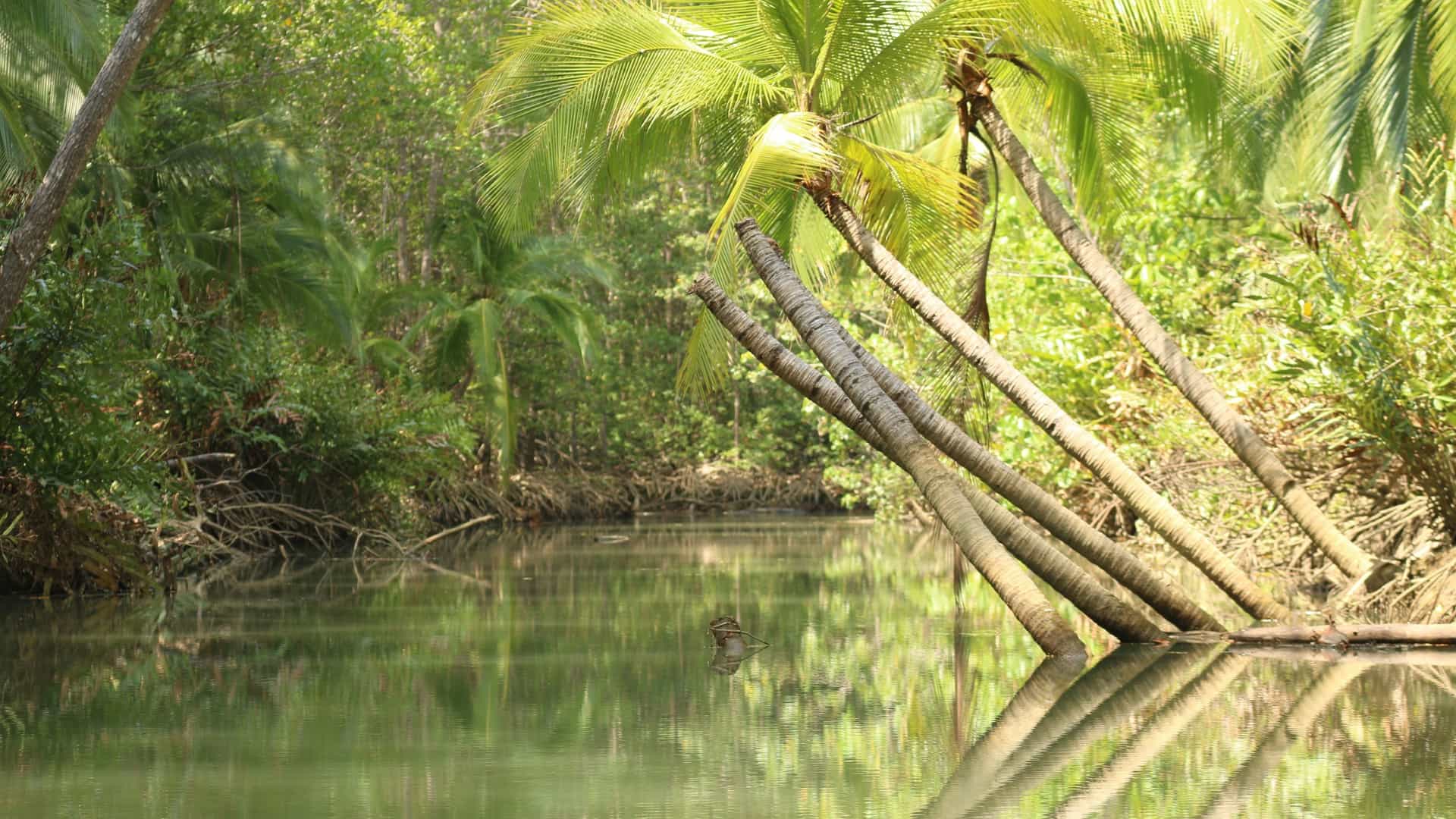 A serene, low-angle view from a small tour boat or kayak gliding through a narrow channel of the Damas Island Mangrove Forest in Costa Rica. The scene is dominated by the dense, lush green canopy and the characteristic twisted, stilt-like root systems of the mangrove trees rising out of the calm, brackish water of the estuary. The image conveys the feeling of navigating through a quiet, natural tunnel