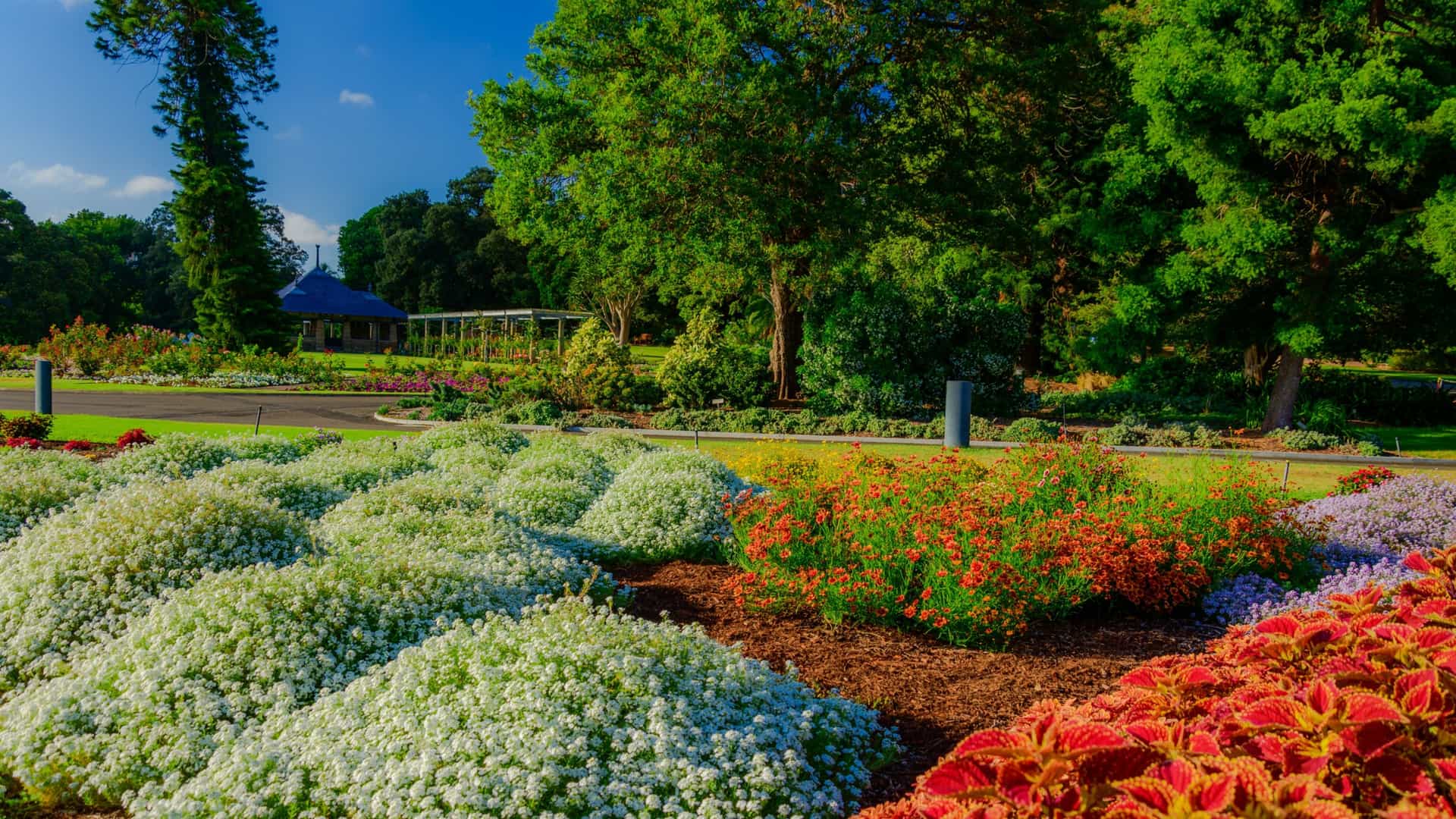  A dazzling, colorful close up of a summer flower arrangement in the Royal Botanic Gardens, Sydney, Australia. The image shows a vibrant mix of pink, purple, and red flowers, likely including impatiens or similar bedding plants, densely packed in a garden bed. The lush blooms are the focal point, creating a rich texture of color under bright sunlight.
