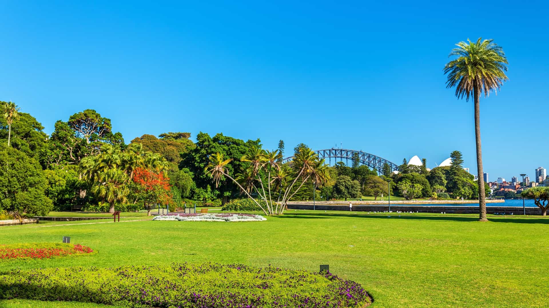  A scenic wide angle view of the Royal Botanic Garden in Sydney, Australia. The image shows expansive, well maintained green lawns and a variety of mature trees, with the iconic, modern skyscrapers of the Sydney Central Business District (CBD) forming the skyline in the background.