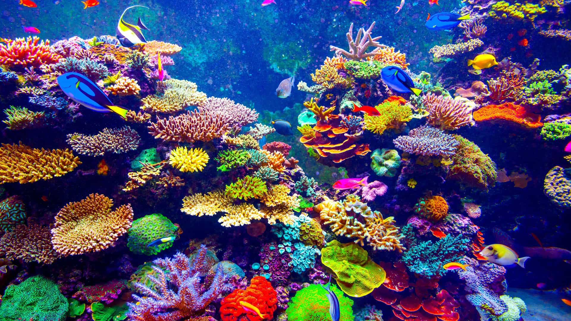 A highly vibrant, close-up photograph of the massive coral reef exhibit at The Florida Aquarium in Tampa, featuring a dense, colorful formation of various hard and soft corals, with bright blue tangs, butterflyfish, and other tropical fish swimming through the clear blue water.