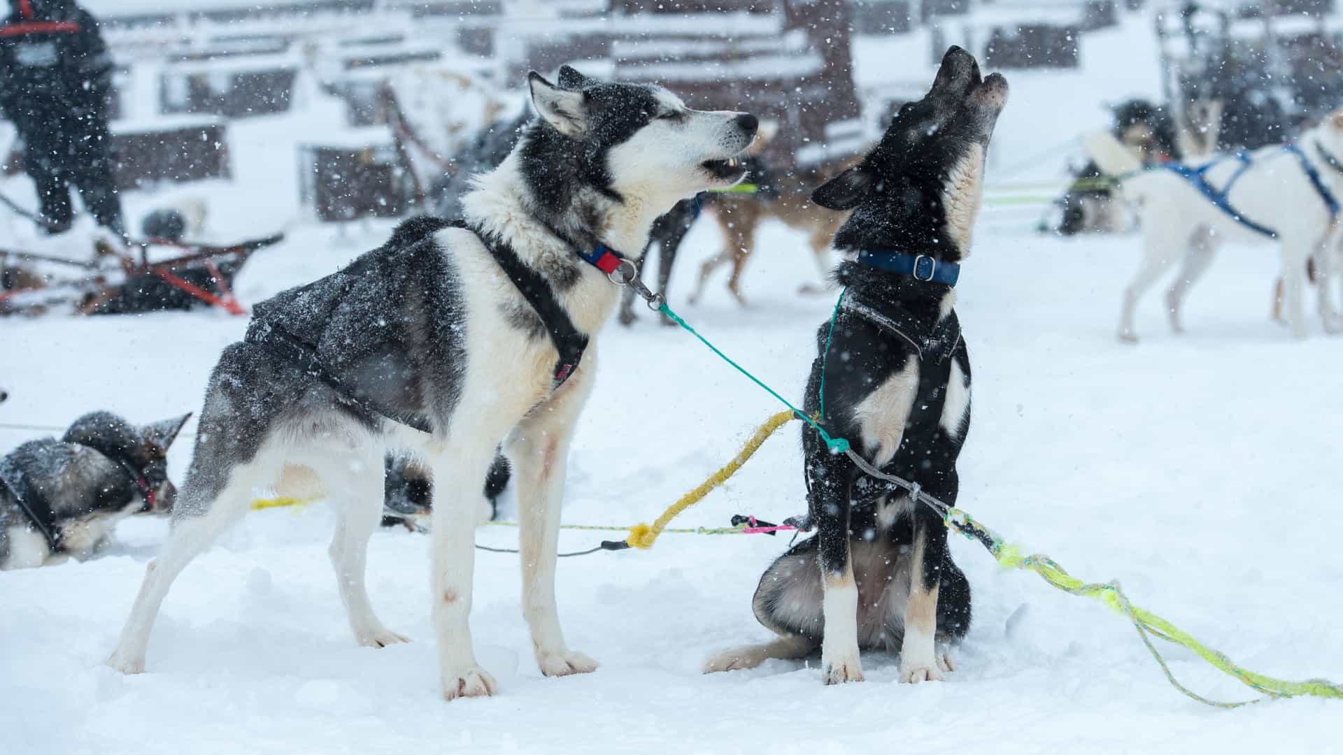  A close up portrait of an Alaskan Husky dog in the snowy wilderness near Tromsø, Norway. The dog has thick, grey and white fur and bright blue eyes, looking directly at the camera. The background is softly blurred with snow and hints of the Arctic landscape.