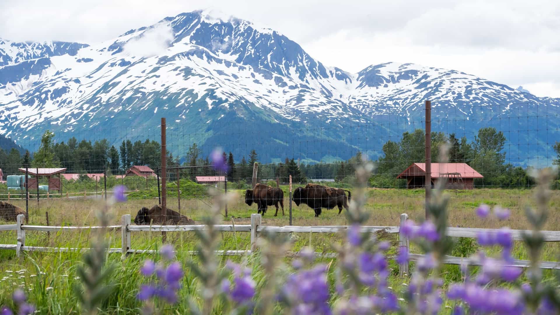 A large Alaskan animal, such as a Wood Bison or a Moose, stands prominently in a spacious, natural enclosure at the Alaska Wildlife Conservation Center. The animal is set against the dramatic backdrop of the Turnagain Arm inlet and the rugged, snow capped peaks of the Chugach Mountains, typical of the sanctuary's location in Portage Valley, Alaska.
