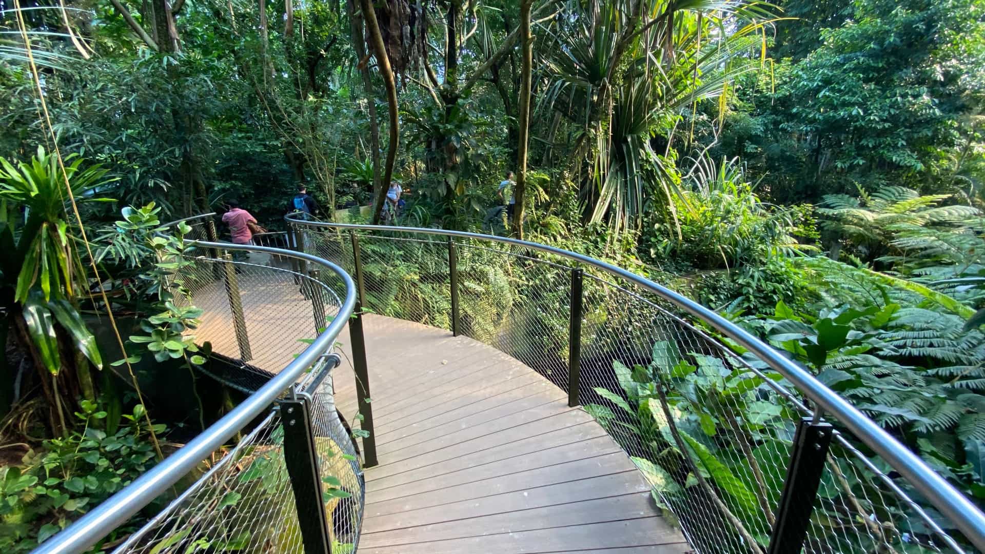  An interior view of the Masoala Rainforest Hall at Zoo Zürich, Switzerland. The image captures the immense scale of the hall, which is a near natural recreation of the rainforest on the Masoala Peninsula in Madagascar. It shows a lush, dense tropical landscape with towering trees, thick foliage, and high humidity, often including paths, water features, and the transparent foil roof of the building structure high above.