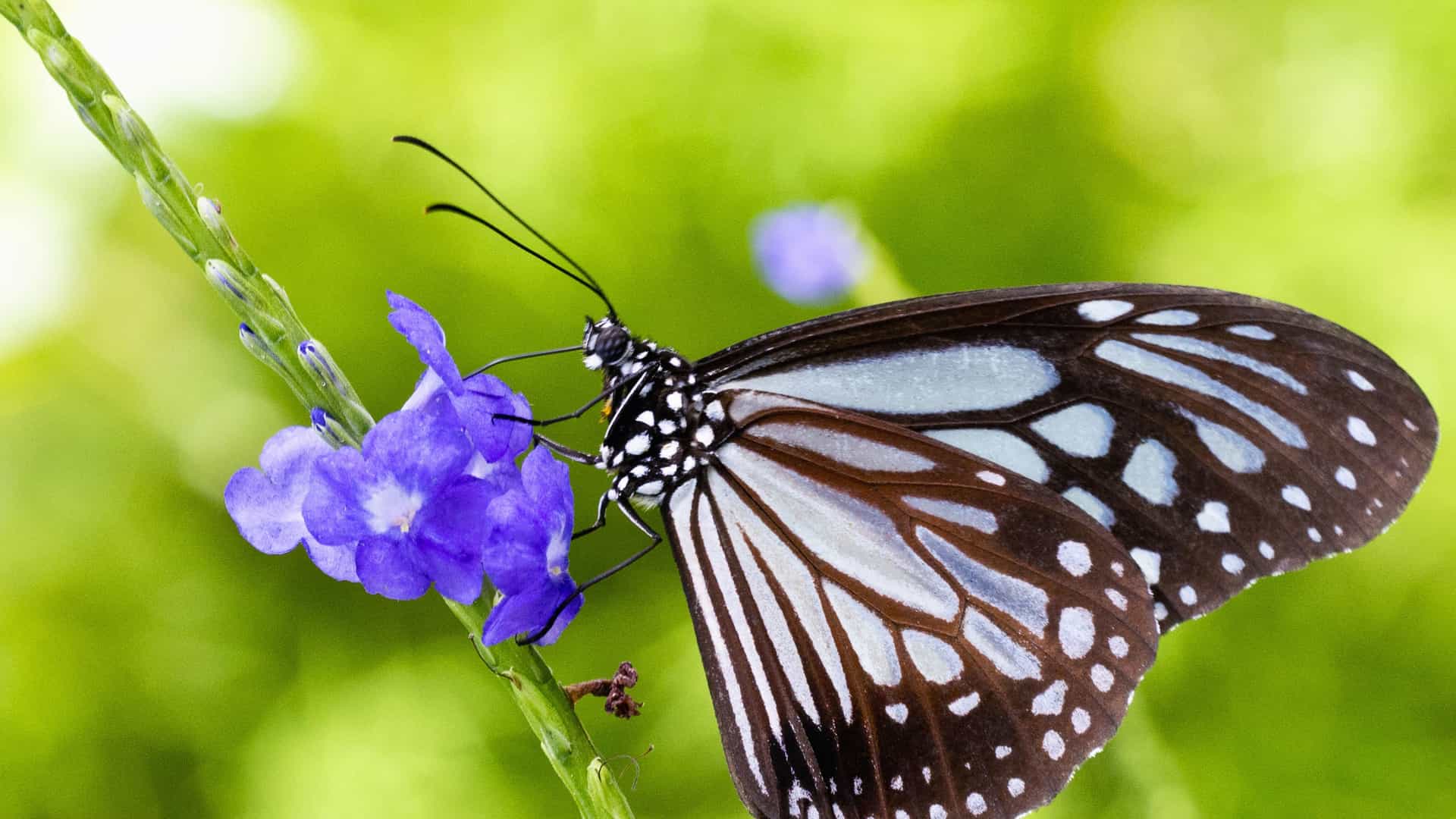 A beautiful Blue Tiger butterfly, a species found in the Eastern Caribbean, rests on a cluster of vibrant purple flowers. The butterfly's wings are a mix of dark brown with white and pale blue spots and streaks. Its delicate antennae are visible, and its legs are positioned on the flower stem. The background is a soft, out-of-focus mix of bright green foliage, highlighting the intricate patterns of the butterfly's wings and showcasing the rich biodiversity of the Caribbean region.
