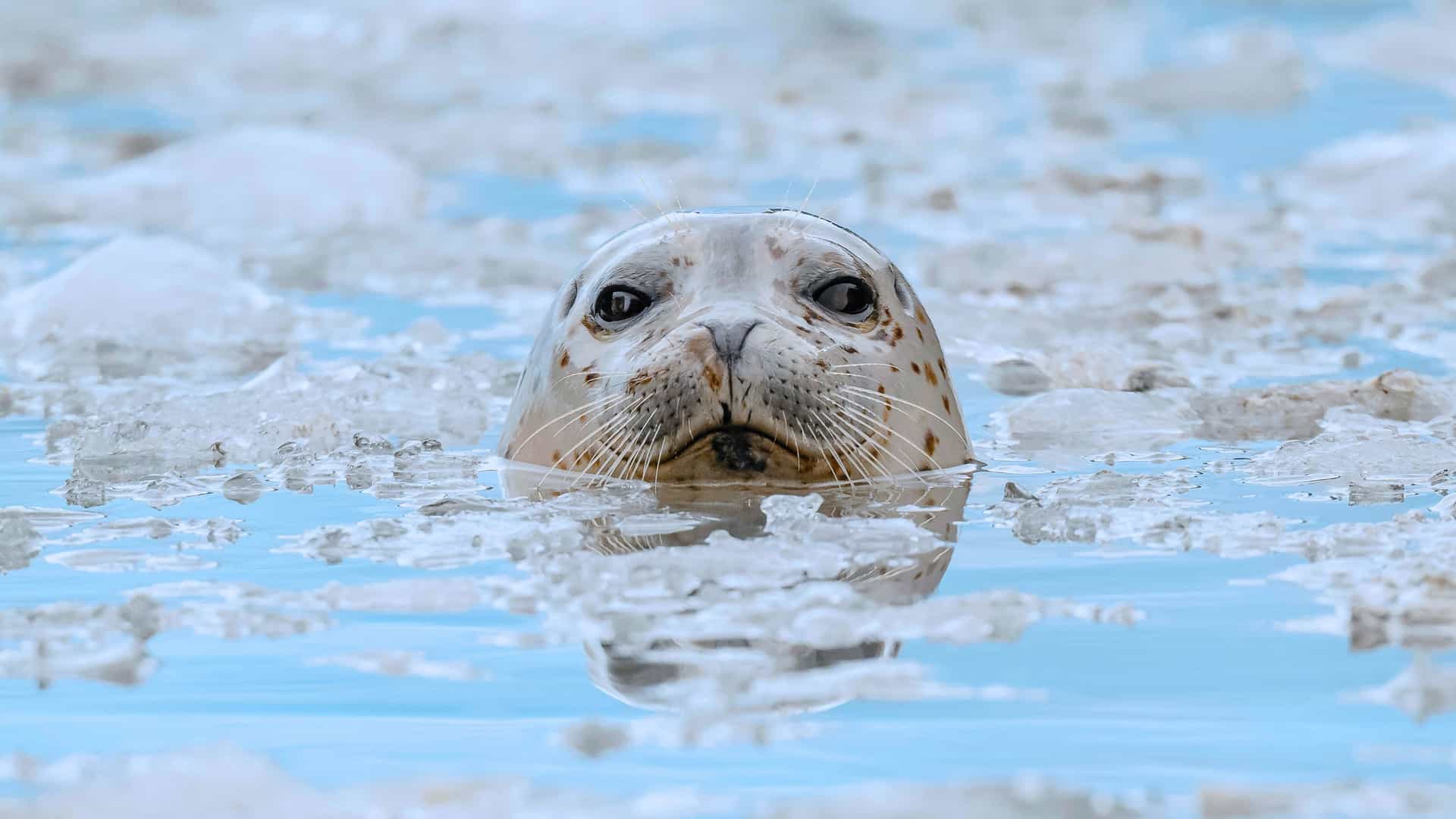 Explora journey view of a harbor seal emerging from icy waters in Alaska.