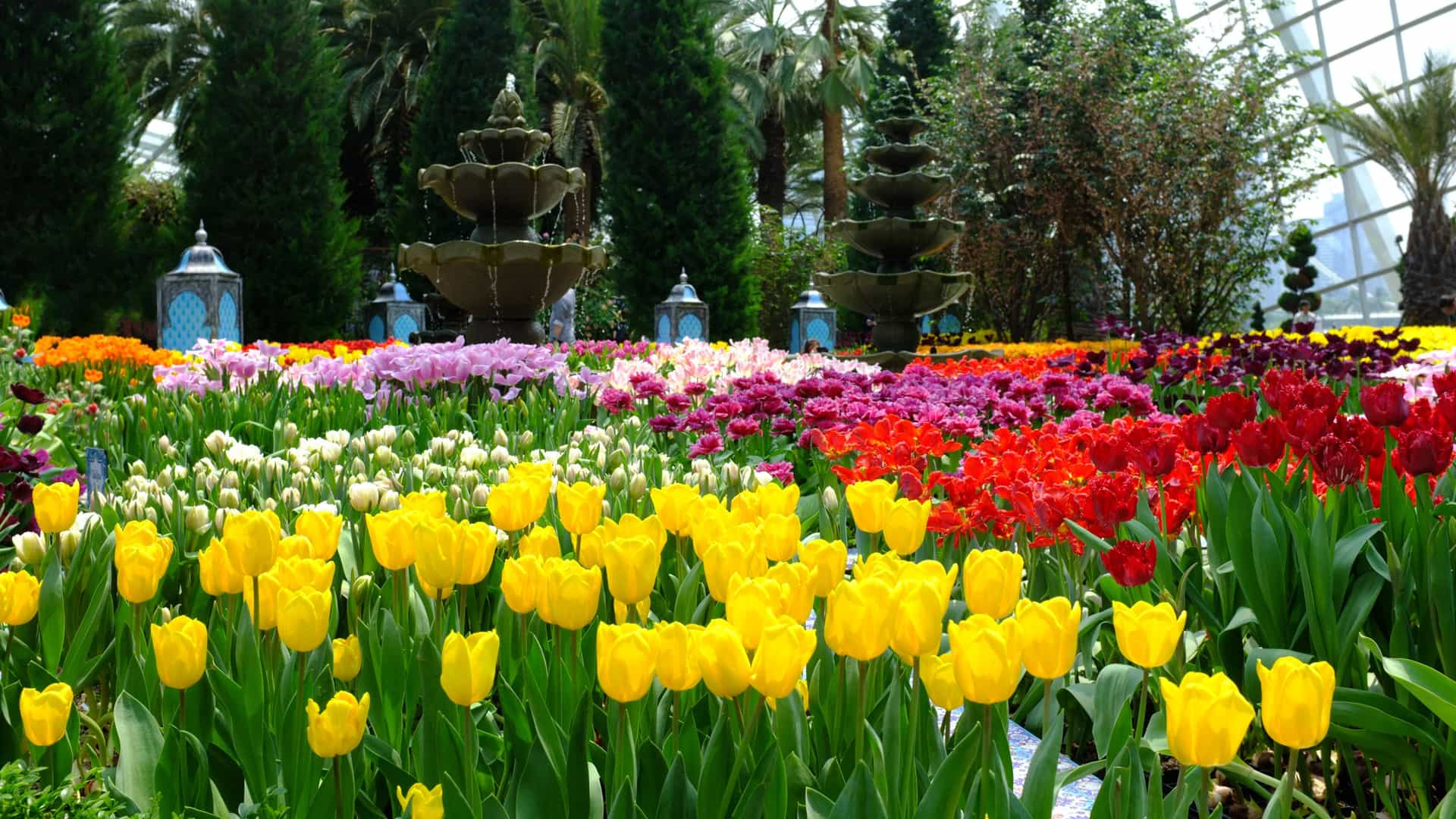 Rows of tulips within the Flower Dome at Singapore's Gardens by the Bay.