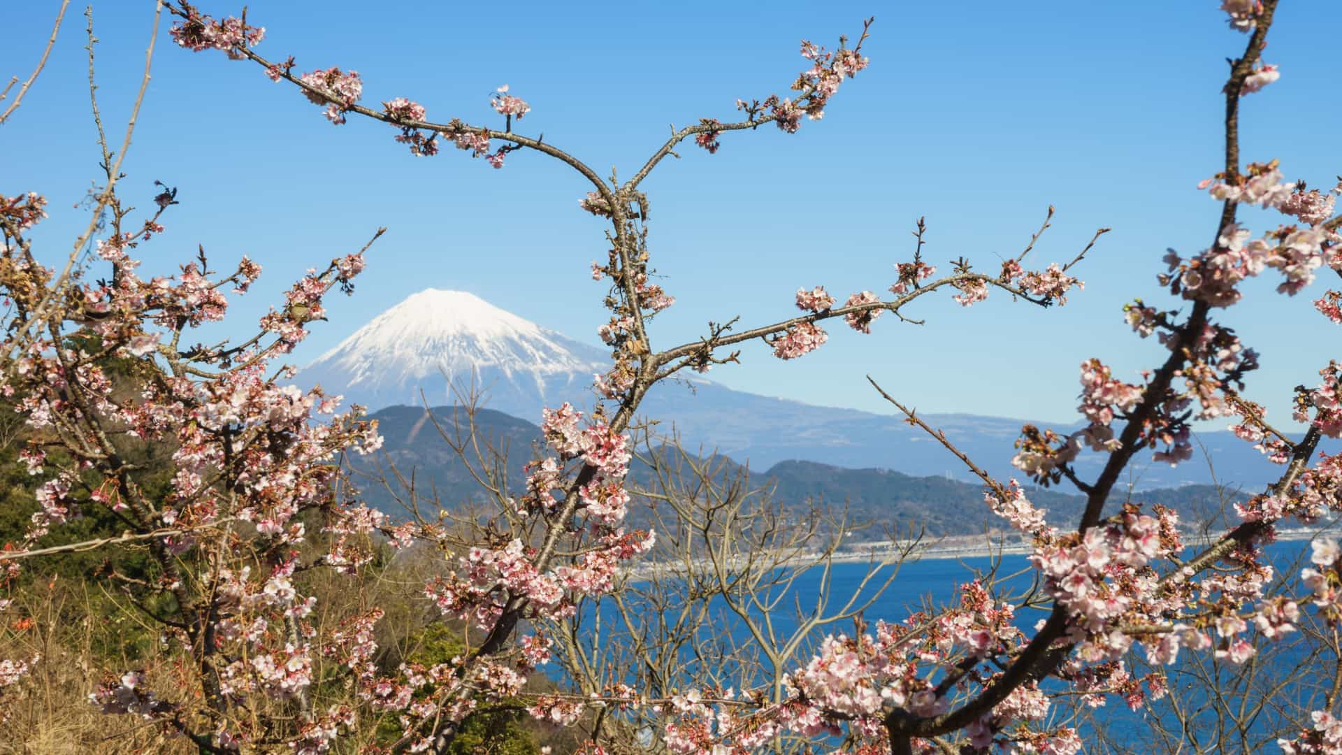Snow-capped Mount Fuji and blue Lake Ashi viewed through branches of pink and white cherry blossoms in bloom during spring season.