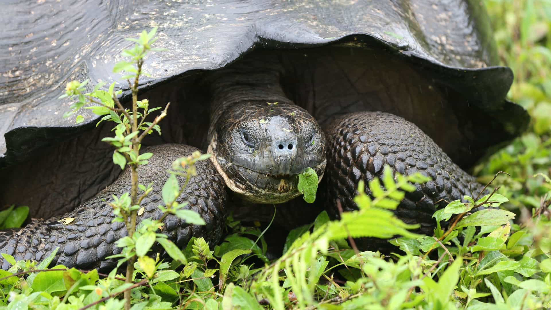 A close-up of a giant tortoise from the Galapagos Islands, Ecuador. The tortoise is partially hidden under its massive, dark-brown shell, with its head and front legs visible. Its skin has a rough, scaly texture, and it is in the process of eating a green leaf. The tortoise is surrounded by lush green grass and foliage, highlighting its natural habitat in the Galapagos region.