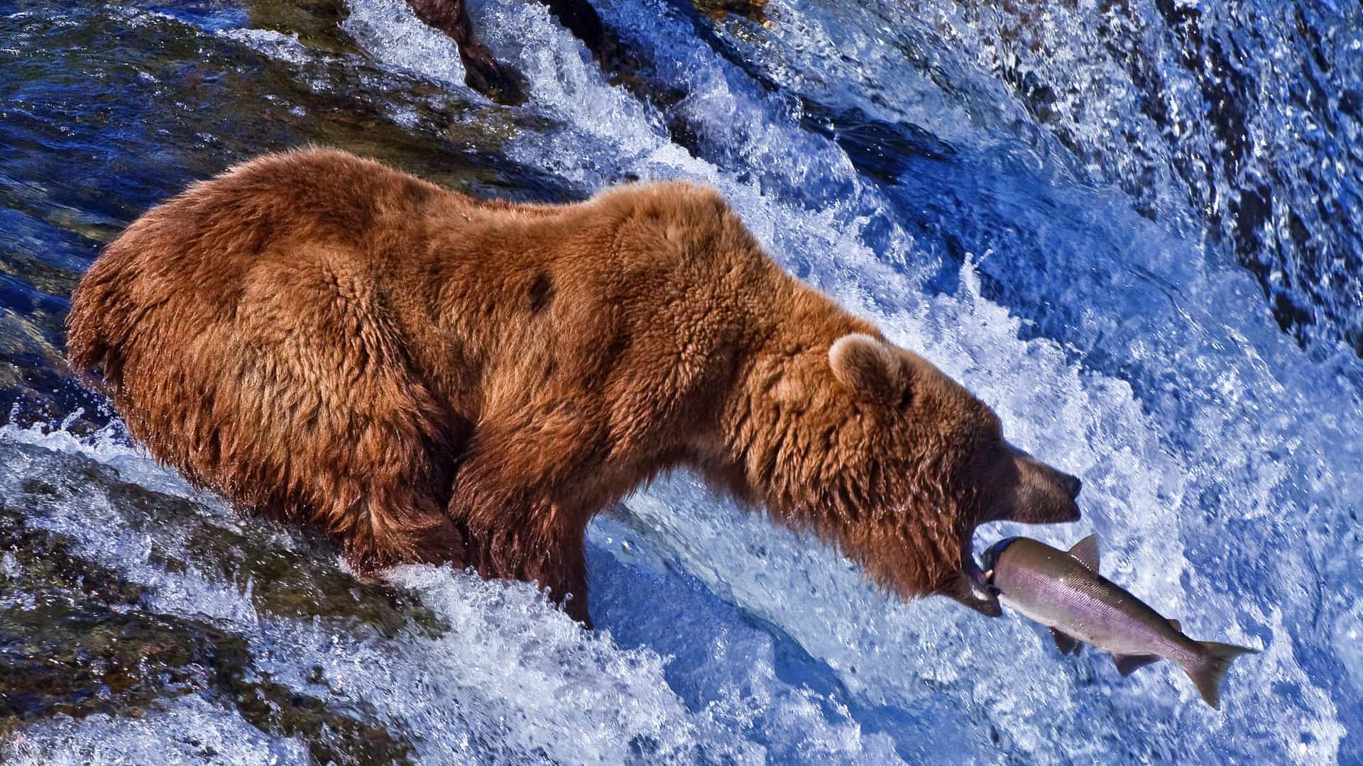 Close-up of a brown grizzly bear catching a salmon in its mouth at a powerful waterfall in Alaska, showcasing natural wildlife behavior.
