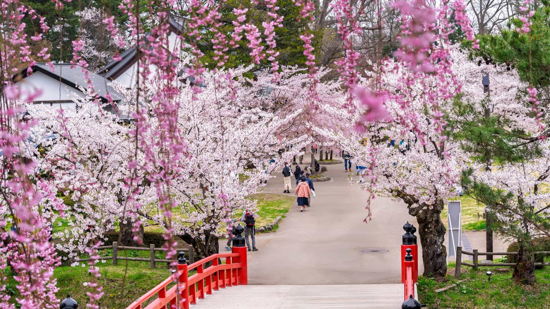 Sidewalk lined with cherry blossom trees at Hirosaki Park in Japan.