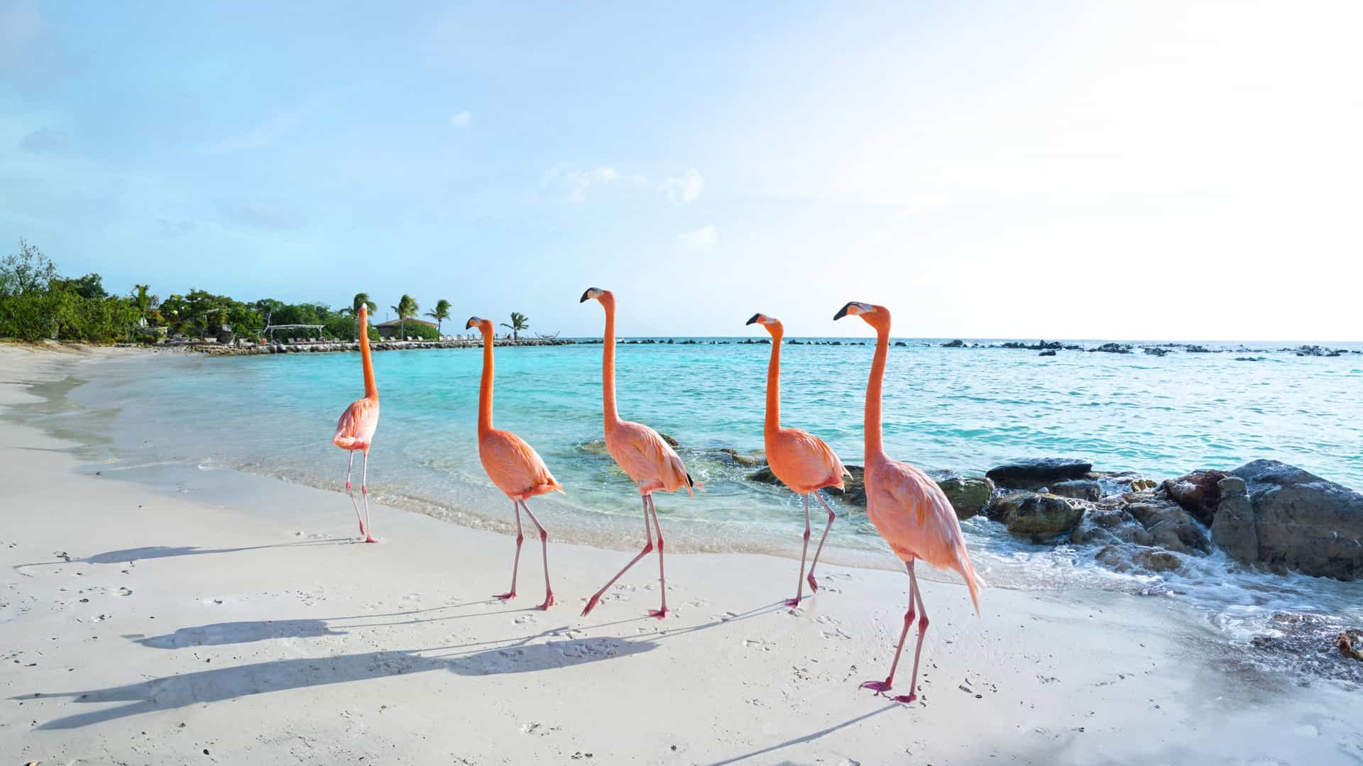 Holland America Cruise Experience: Vibrant flamingos on Aruba's pristine Southern Caribbean beach, by clear turquoise waters under a sunny sky.