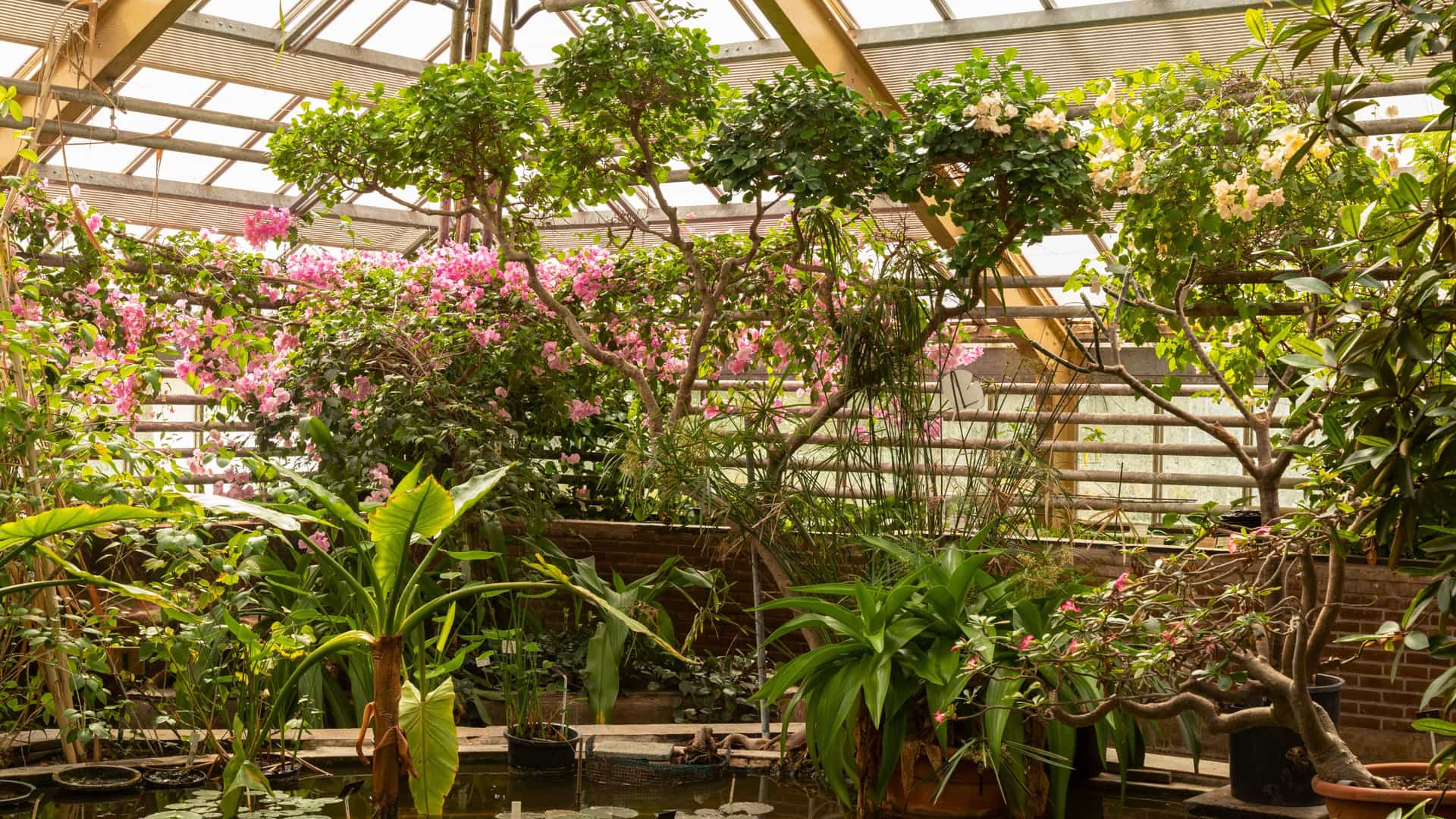 Flowers and other greenery in a greenhouse at Hortus Botanicus in Amsterdam.