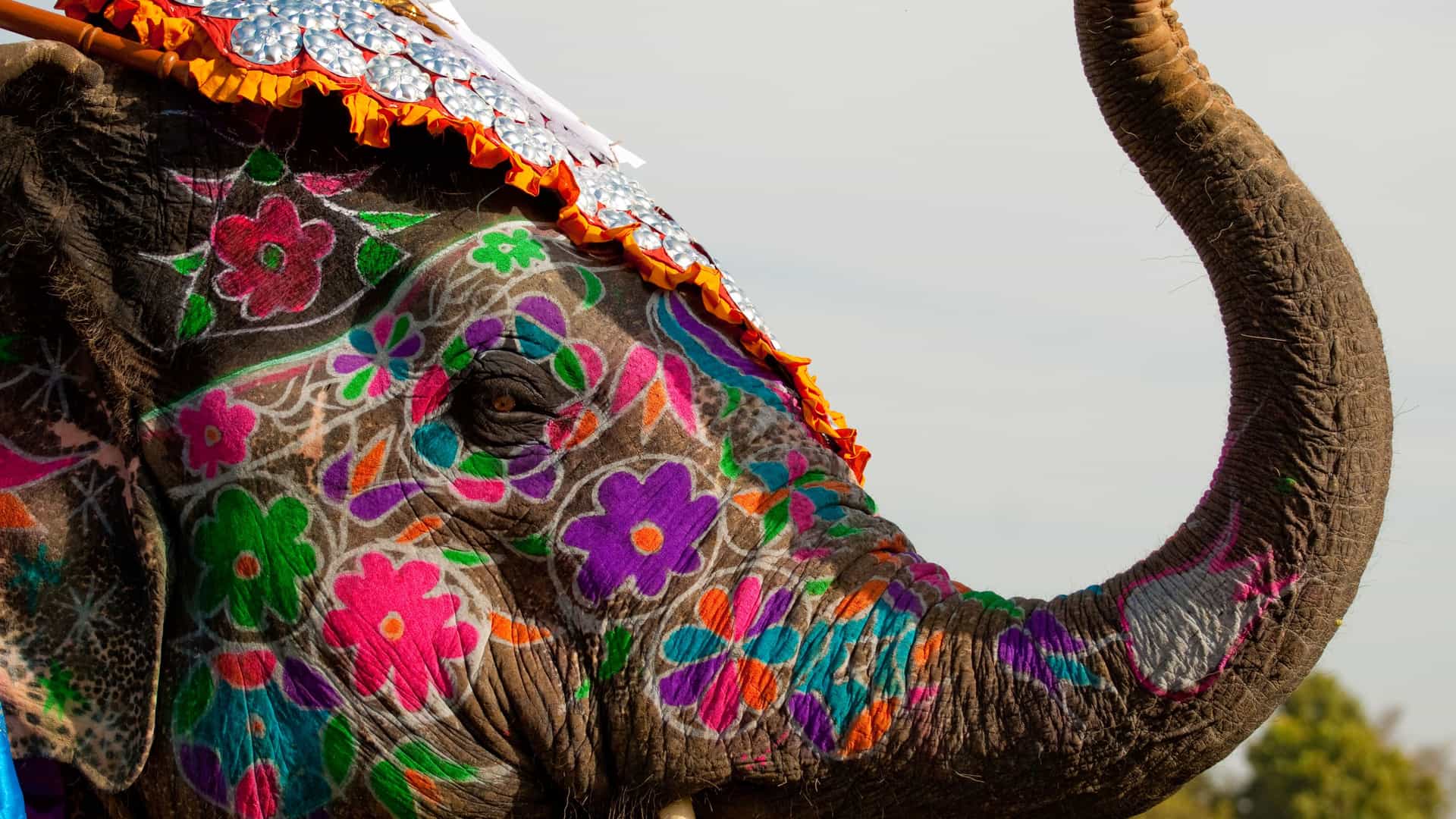 A close-up of an elephant's head and trunk, elaborately painted with vibrant, colorful floral and paisley patterns in pink, purple, green, and blue. The elephant's skin is dark and wrinkled, and its eye is visible. Its head is adorned with a decorative, silvery headdress. This image captures a classic scene from the Elephant Festival in Jaipur, India, showcasing a unique cultural tradition of the India region.