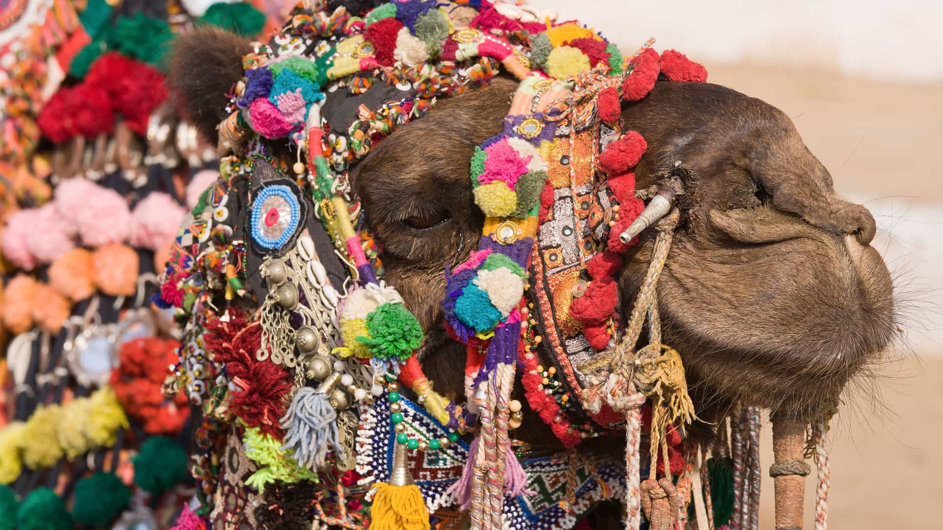 A close-up shot of a camel's head, elaborately decorated for the Pushkar Fair in Rajasthan, India. The camel is adorned with a colorful assortment of intricate beads, pompoms in various colors like green, pink, and yellow, and small bells and mirrors. Its dark, furry head is almost entirely covered in the festive decorations, capturing the vibrant and celebratory nature of the fair, a significant cultural event of the India region.