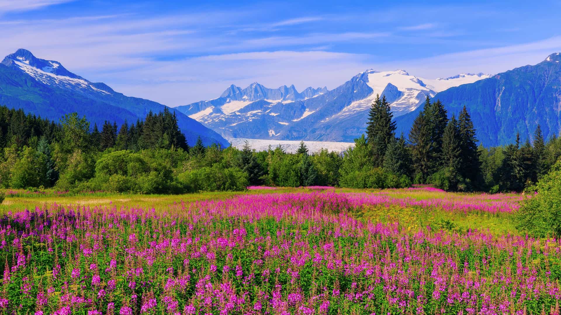 A field of bright pink wildflowers in front of Mendenhall Glacier in Juneau, Alaska.