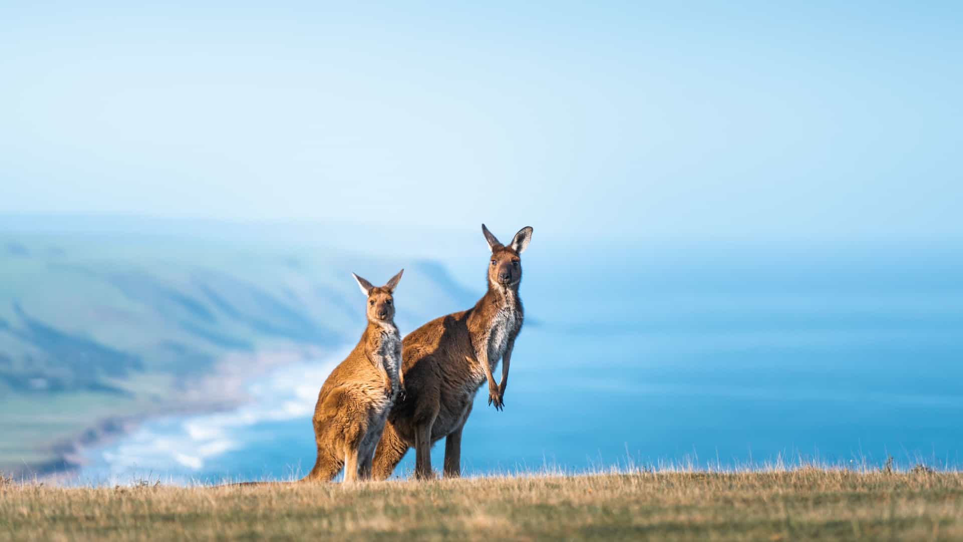 Two kangaroos in the Australian outback, with one standing and the other grazing; Holland America Cruises.