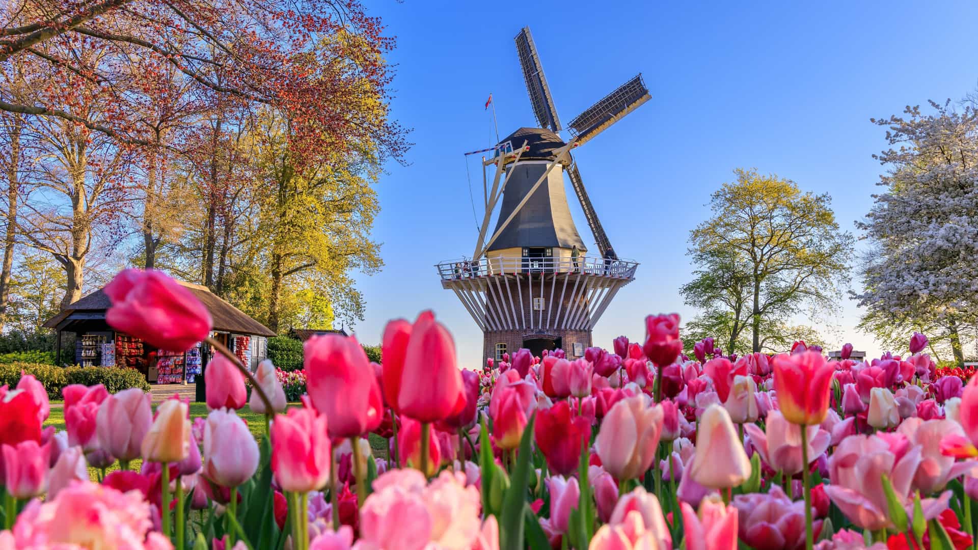 A row of pink tulips in front of a windmill at Keukenhof Gardens.
