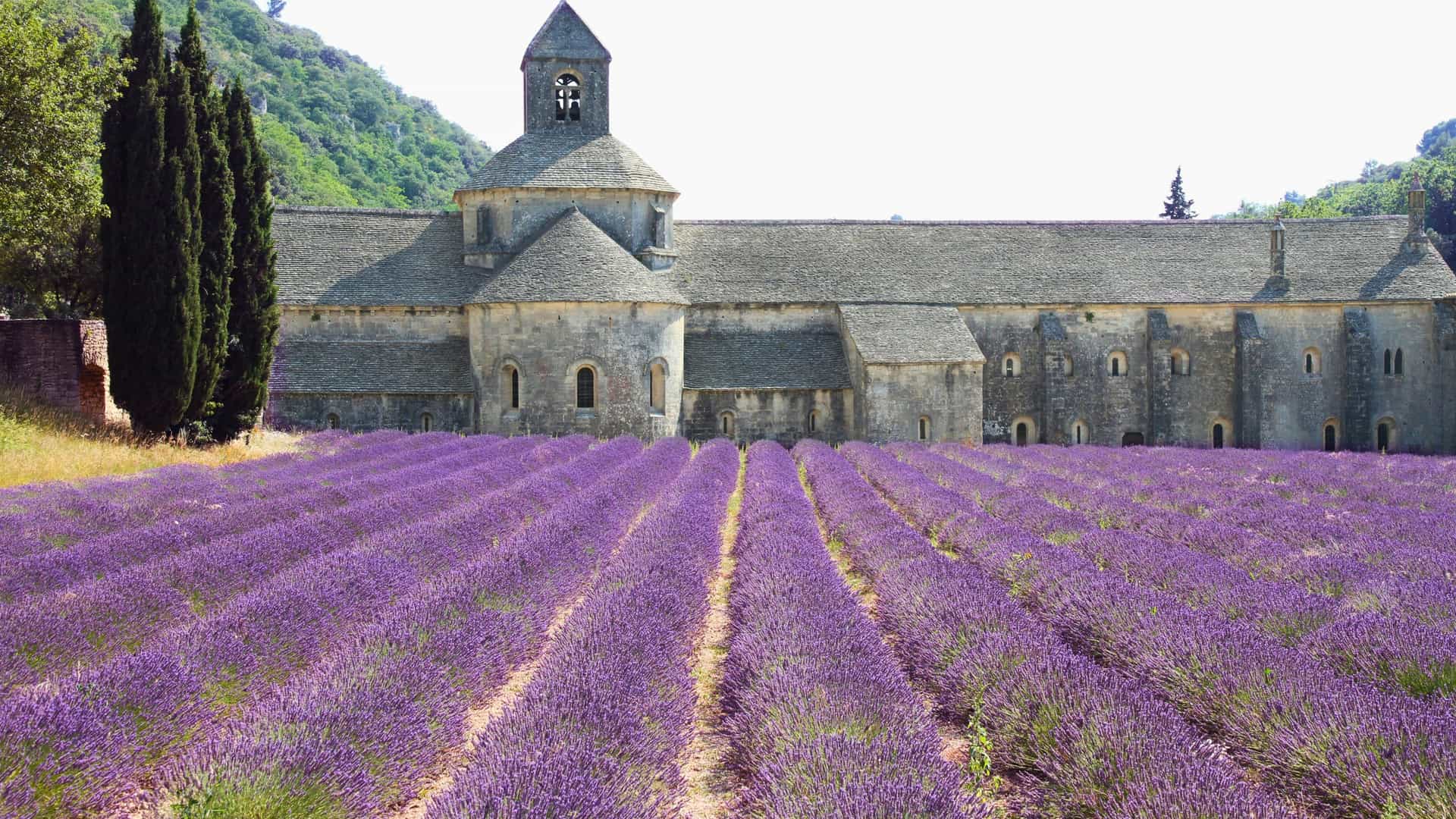 A field of lavender in Provence, France.