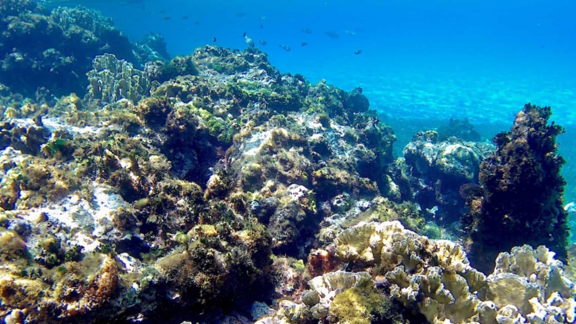 An underwater view of the Mesoamerican Barrier Reef off the coast of Mexico. The image shows a healthy coral reef ecosystem with various types of coral, including staghorn and brain coral, covered in brown and green algae. Small tropical fish are visible swimming among the coral formations. The water is a brilliant blue and clear, with the surface and sunbeams visible above. The image captures the vibrant and biodiverse marine life in this important Central American and Caribbean reef system.