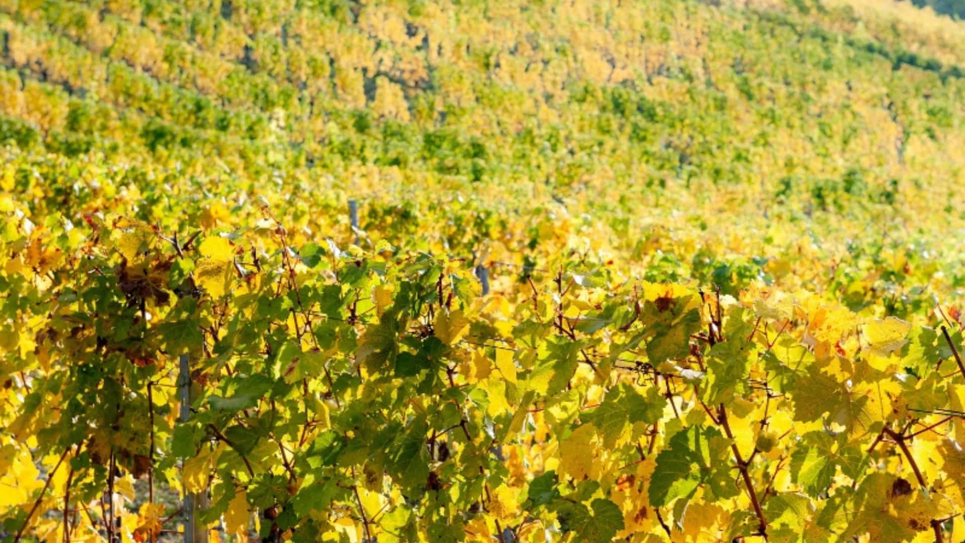 A close-up view of a terraced vineyard hillside in the Moselle River Valley, Germany. The grapevines, likely Riesling, are covered in leaves that have turned brilliant shades of yellow, gold, and green in the autumn sun. The rows of vines follow the contours of the steep hill, creating a beautiful pattern. The image captures the vibrant colors of the famous Moselle wine region during the harvest season.