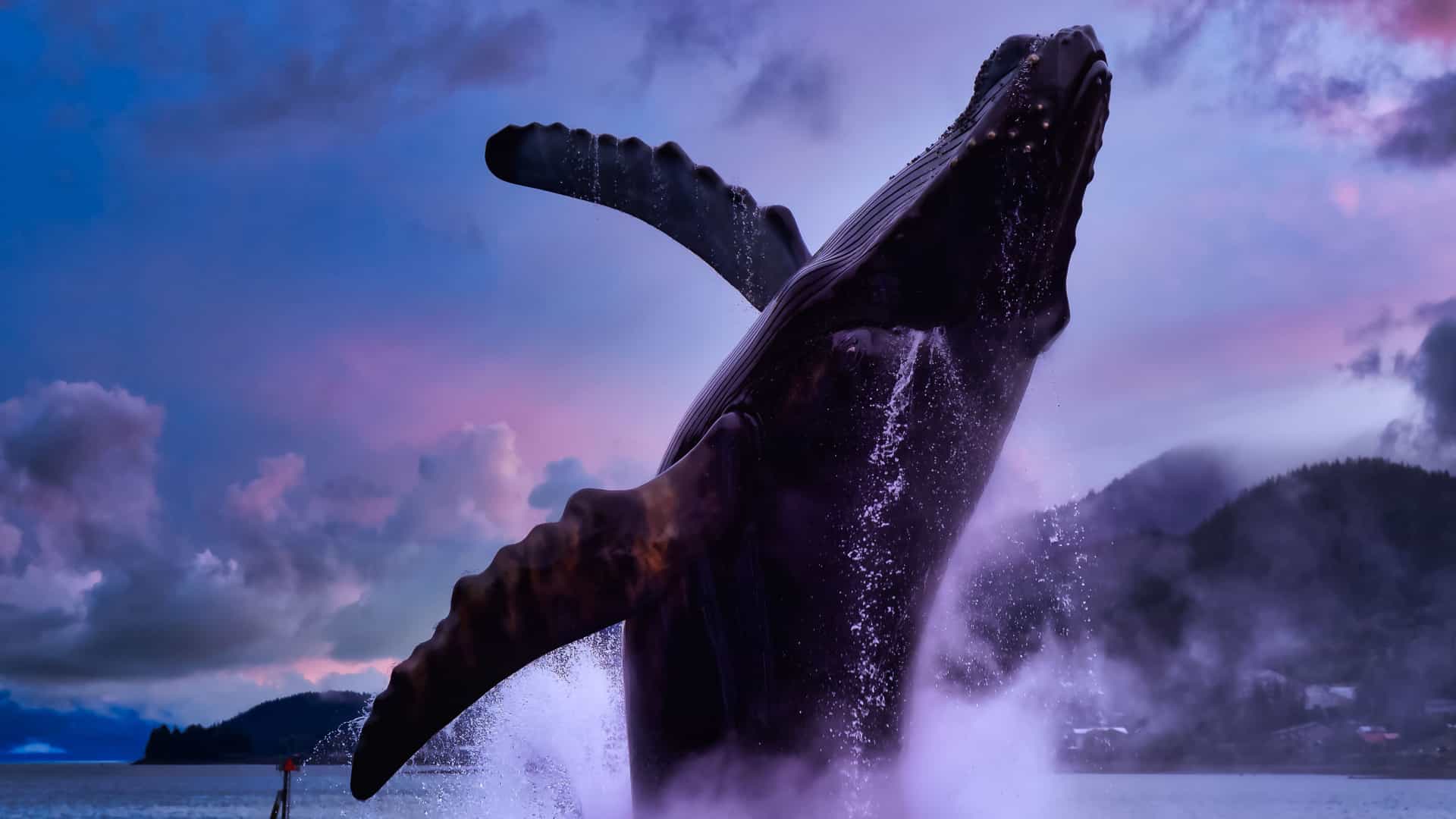 Breaching whale in the ocean near Juneau, Alaska, Northern America, with mountain views and a colorful sky in the background.