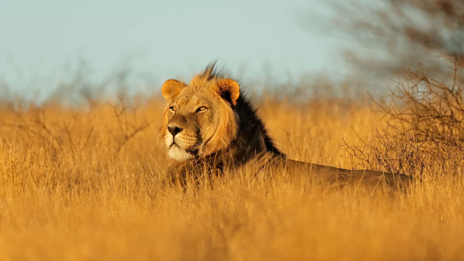 A majestic male lion with a prominent mane rests in golden, dry grass during a South African safari, an unforgettable land tour that can be added to an Oceania cruise itinerary.
