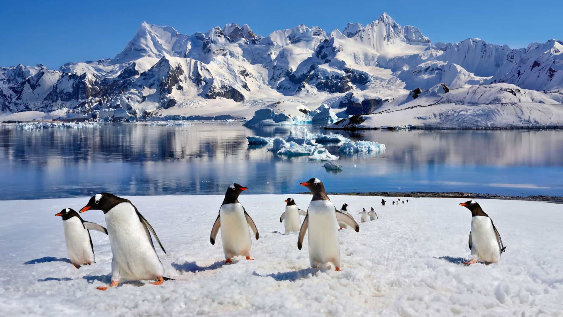 A group of Gentoo penguins waddling on a snowy shore in Antarctica, with a breathtaking view of massive glaciers and snow-capped mountains in the background.
