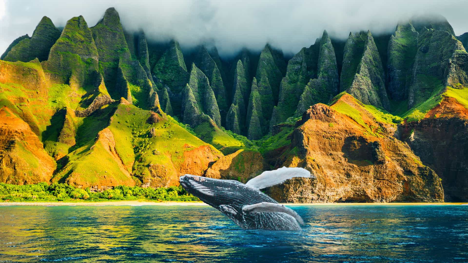 A magnificent humpback whale breaching out of the clear blue water off the coast of Kauai, Hawaii, with dramatic green cliffs in the background, a highlight of an Oceania expedition cruise.