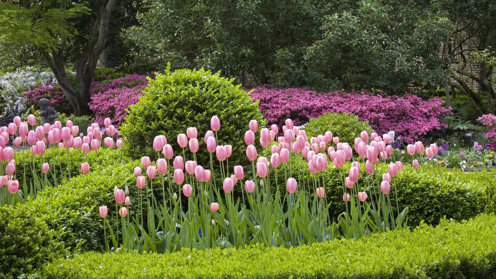 A vibrant cluster of pink tulips in full bloom within a manicured spring garden, featuring green hedges and blooming purple azaleas in the background.