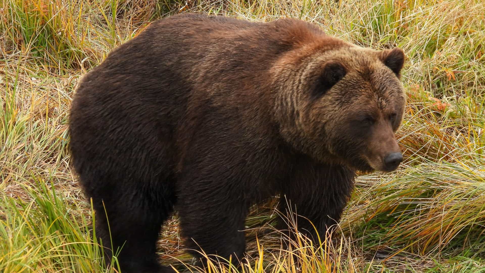 A large brown bear stands in tall, dry grass at the Alaska Wildlife Conservation Center. The bear has thick, dark brown fur.