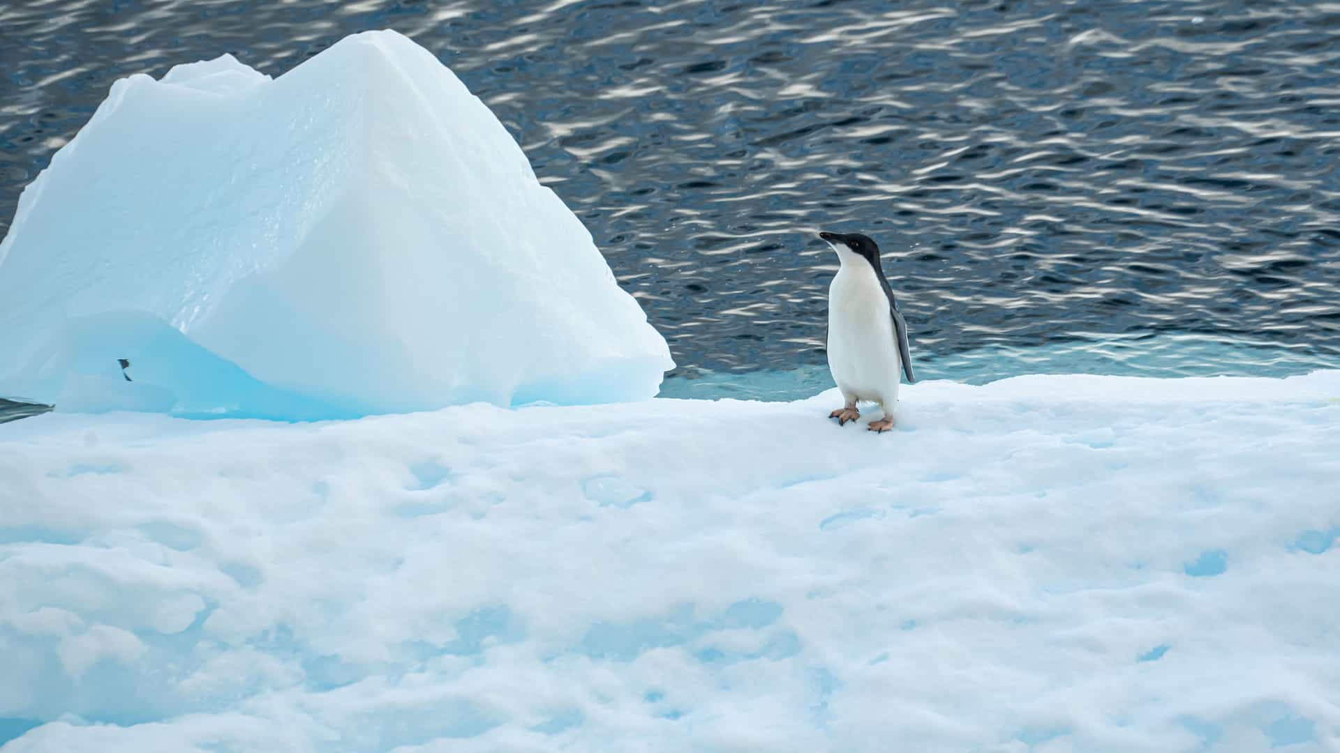 A lone Adélie penguin stands on a large sheet of floating ice in Antarctica. A large, light blue glacial ice formation is visible to the left. The ice is surrounded by deep blue, choppy water.