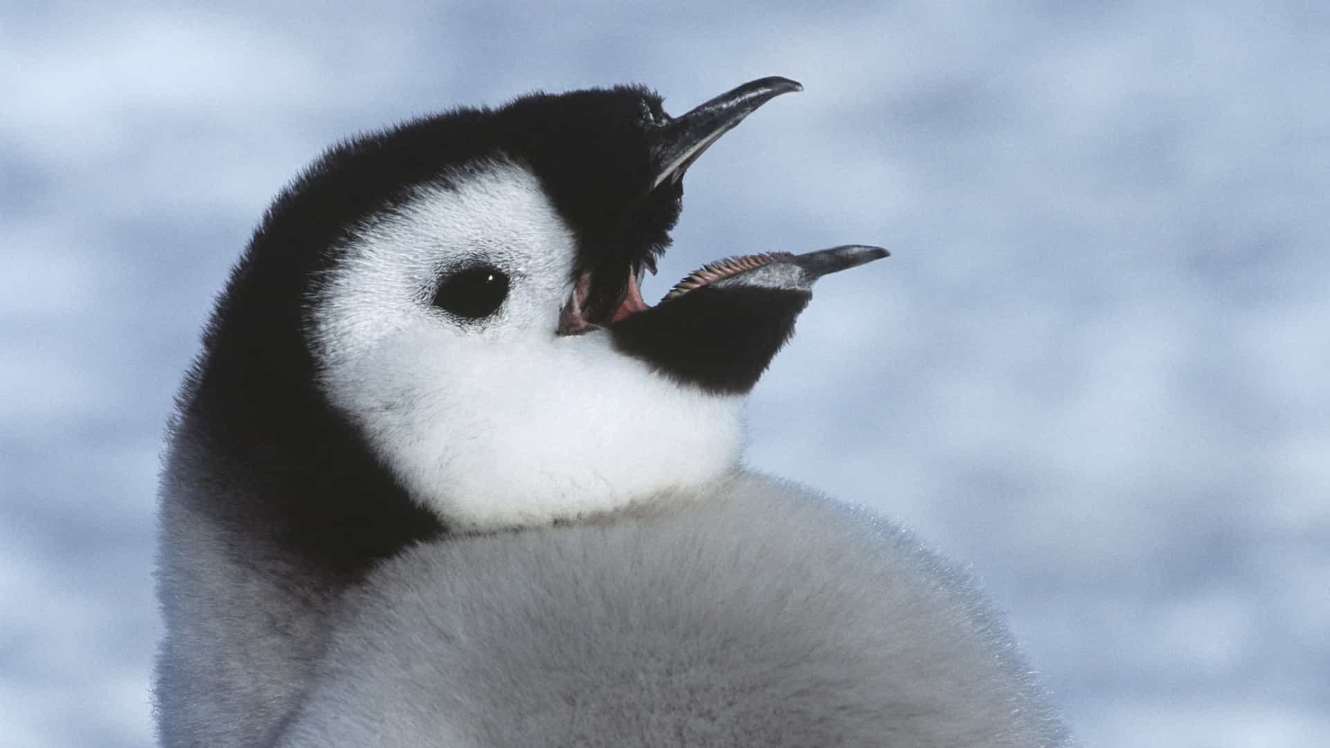 A close-up of a fluffy, young emperor penguin chick with its beak open, showcasing the unique wildlife of the Antarctic Peninsula.