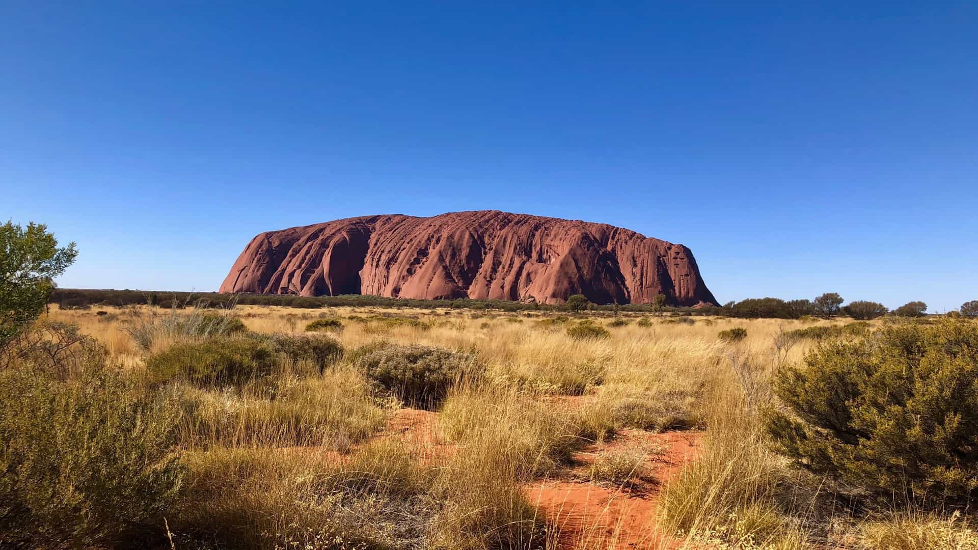 A landscape view of the massive Uluru monolith, also known as Ayers Rock, in Australia's Red Centre, surrounded by arid vegetation under a clear blue sky.