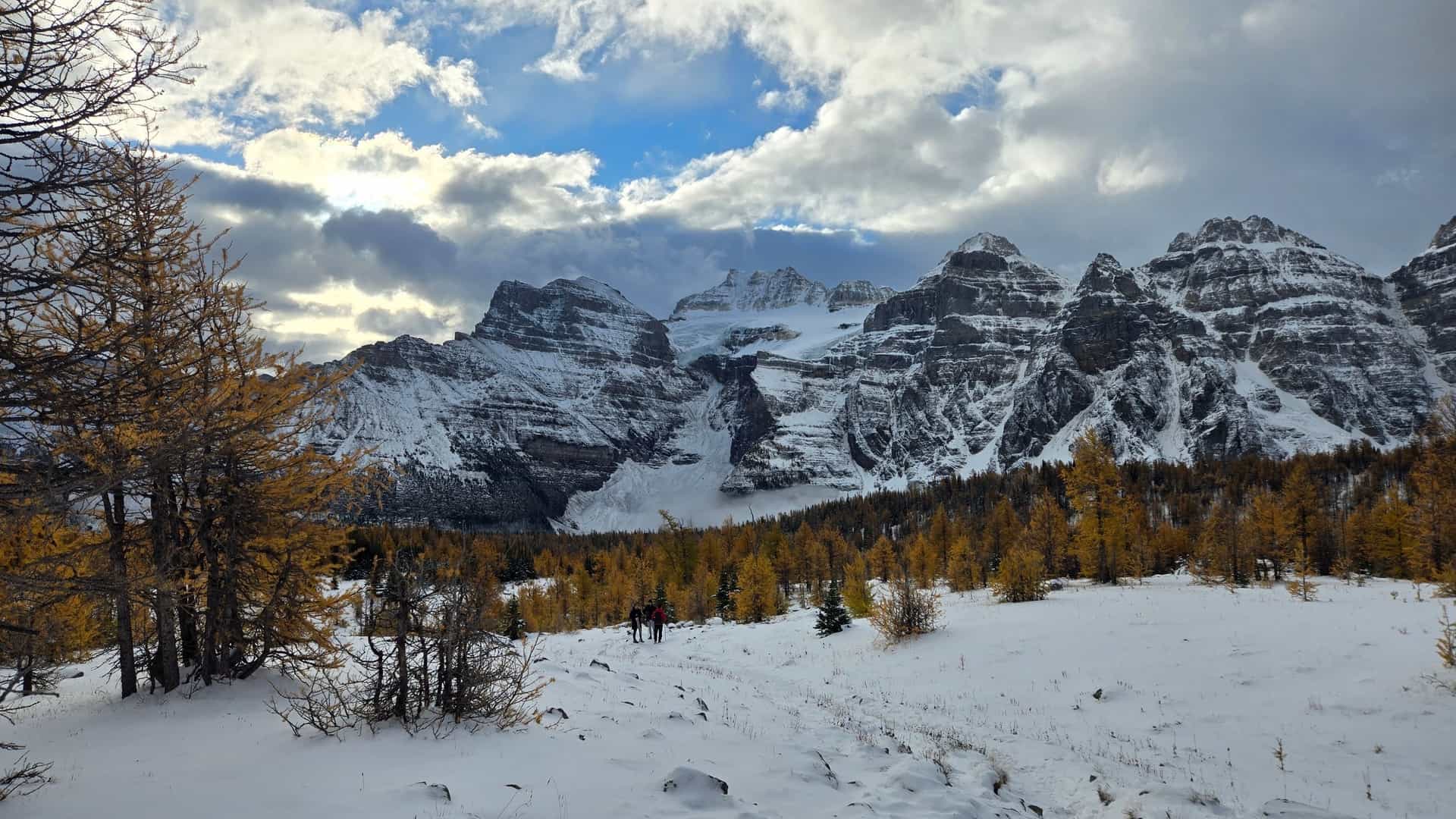 Snow covers a trail with golden larches leading toward jagged, snow-capped mountains in Banff National Park.