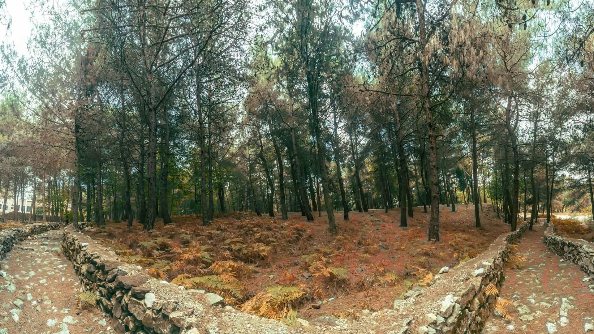 A fisheye-style wide-angle view of the woods at Belleau Wood, with a winding, rocky path bordered by low stone walls leading into a dense forest of tall, thin trees and a ground covered in ferns.