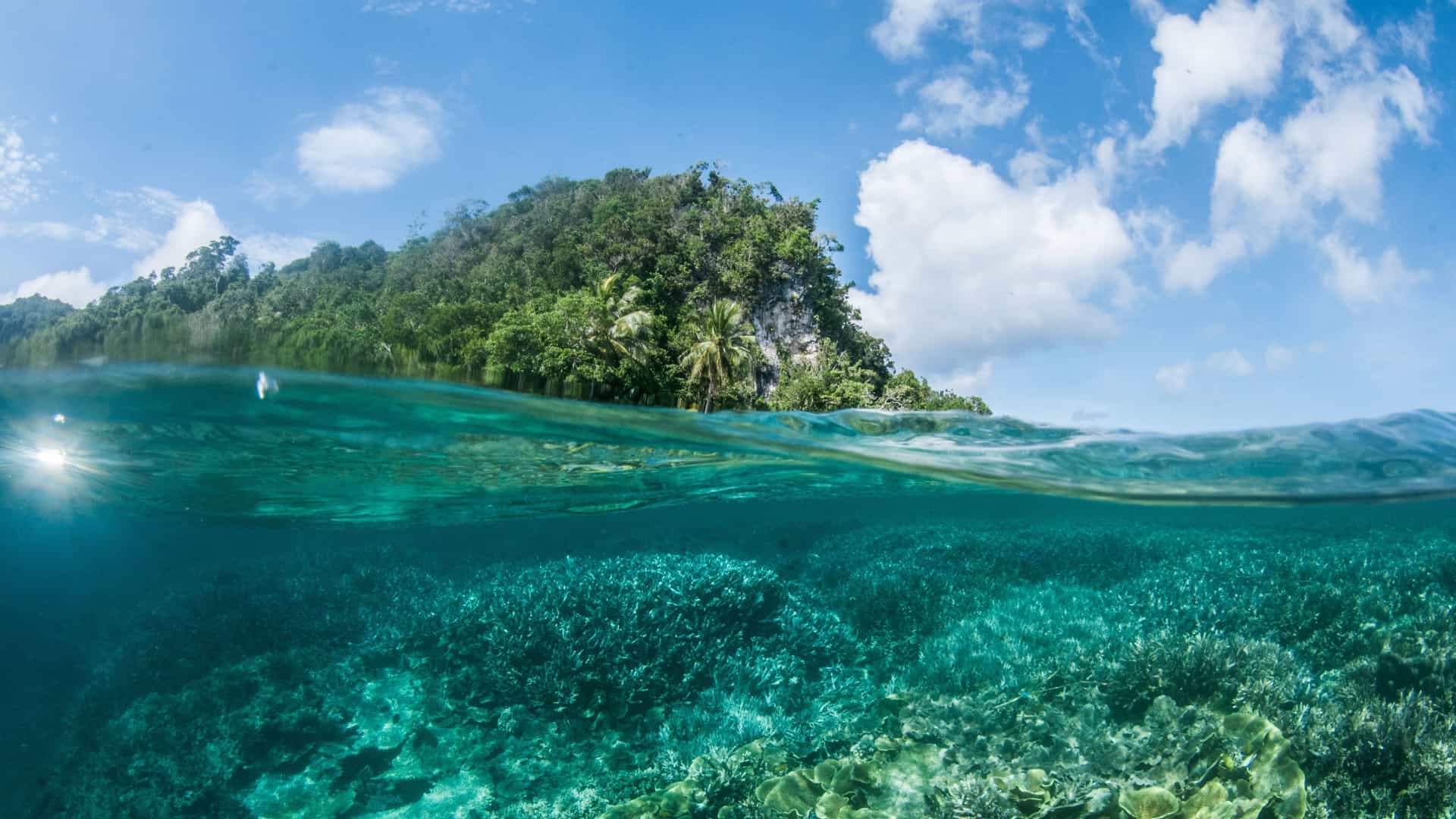 A vibrant split-level shot of a healthy coral reef and clear turquoise water below, with a tropical island covered in lush green vegetation above the surface in Bicari Bay.